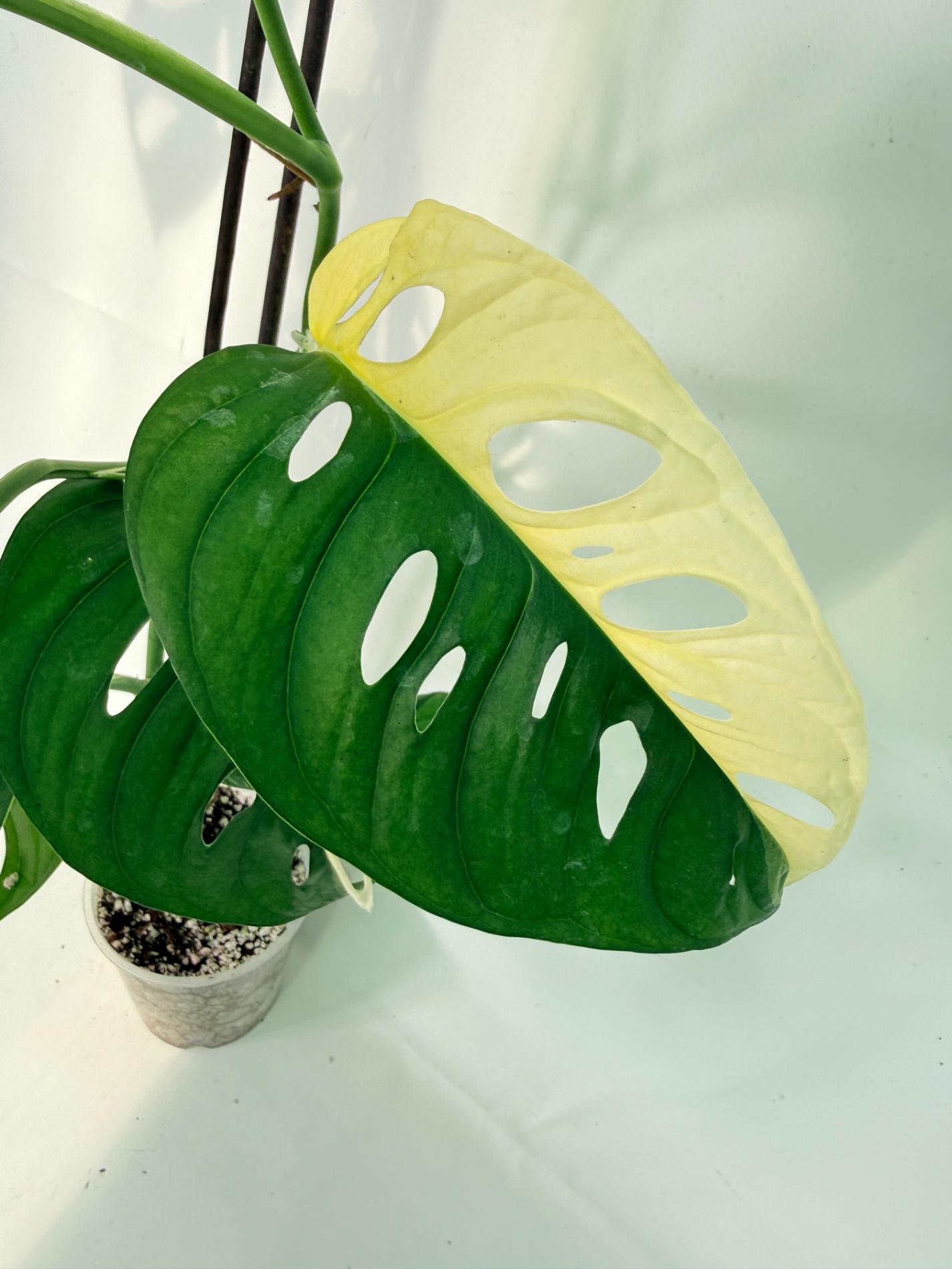 Monstera Adansonii Variegata03