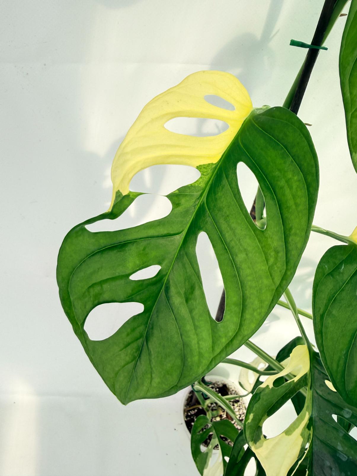 Monstera Adansonii Variegata04