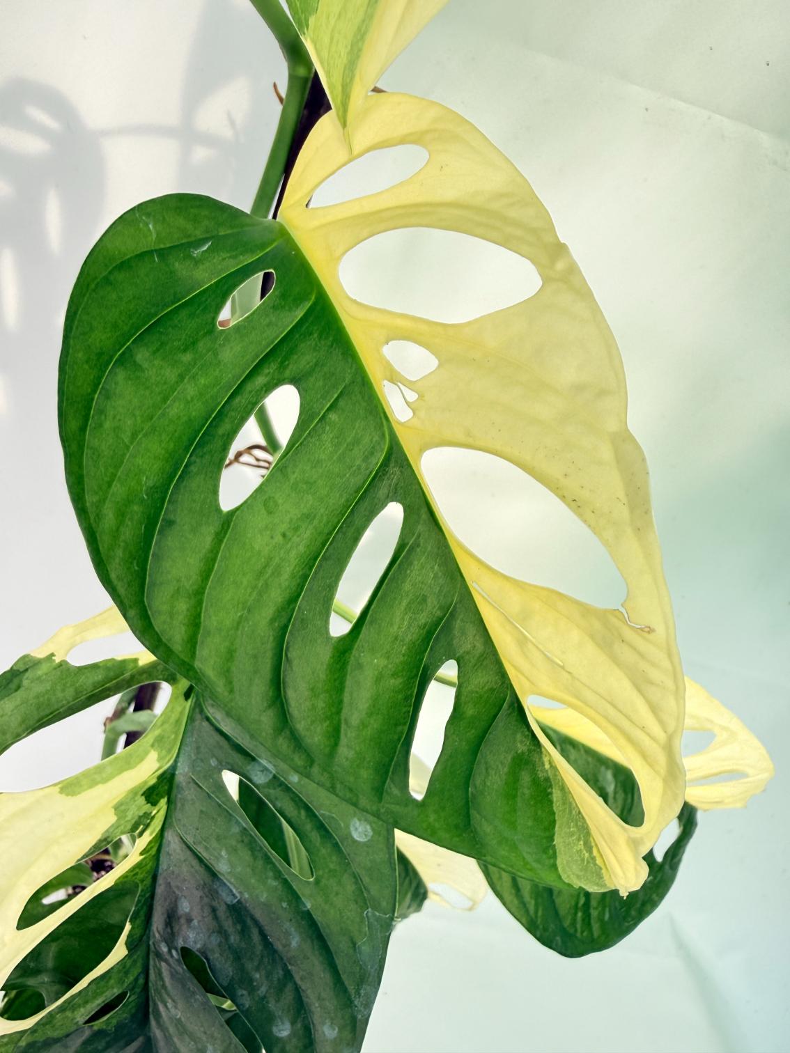 Monstera Adansonii Variegata05