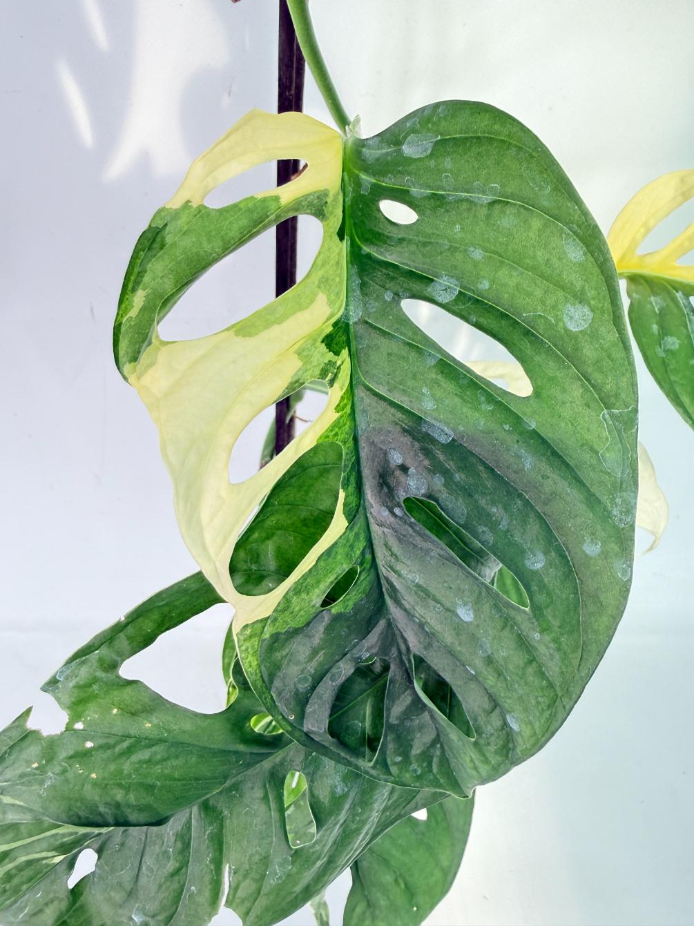 Monstera Adansonii Variegata06