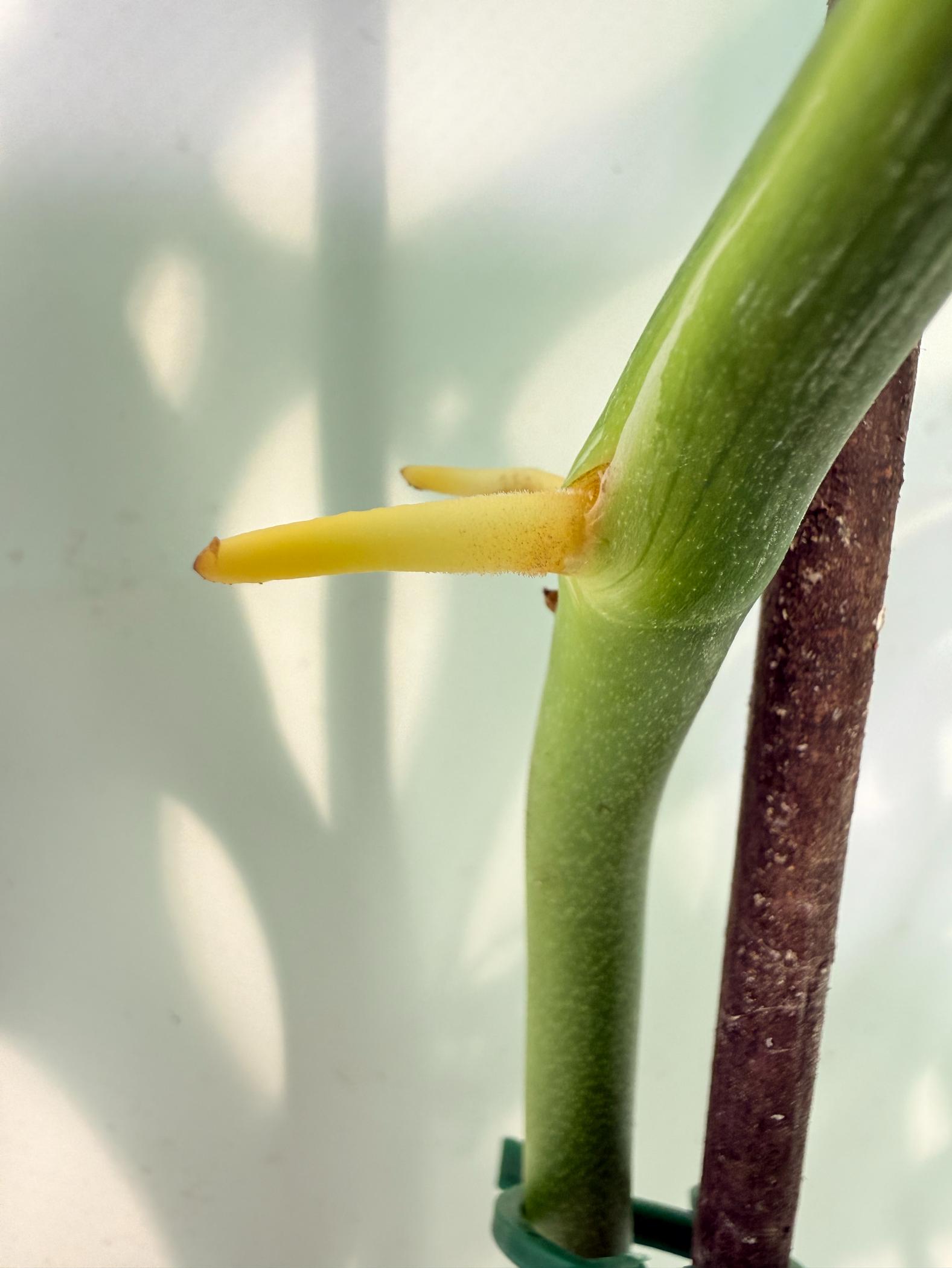 Monstera Esqueleto XL 8