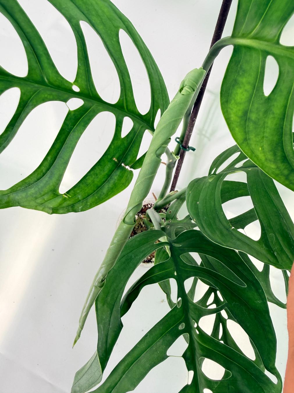 Monstera Esqueleto XL 9