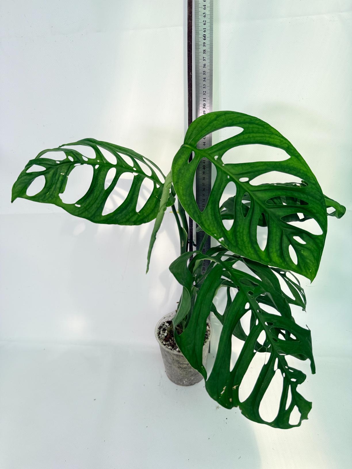 Monstera Esqueleto XL 5