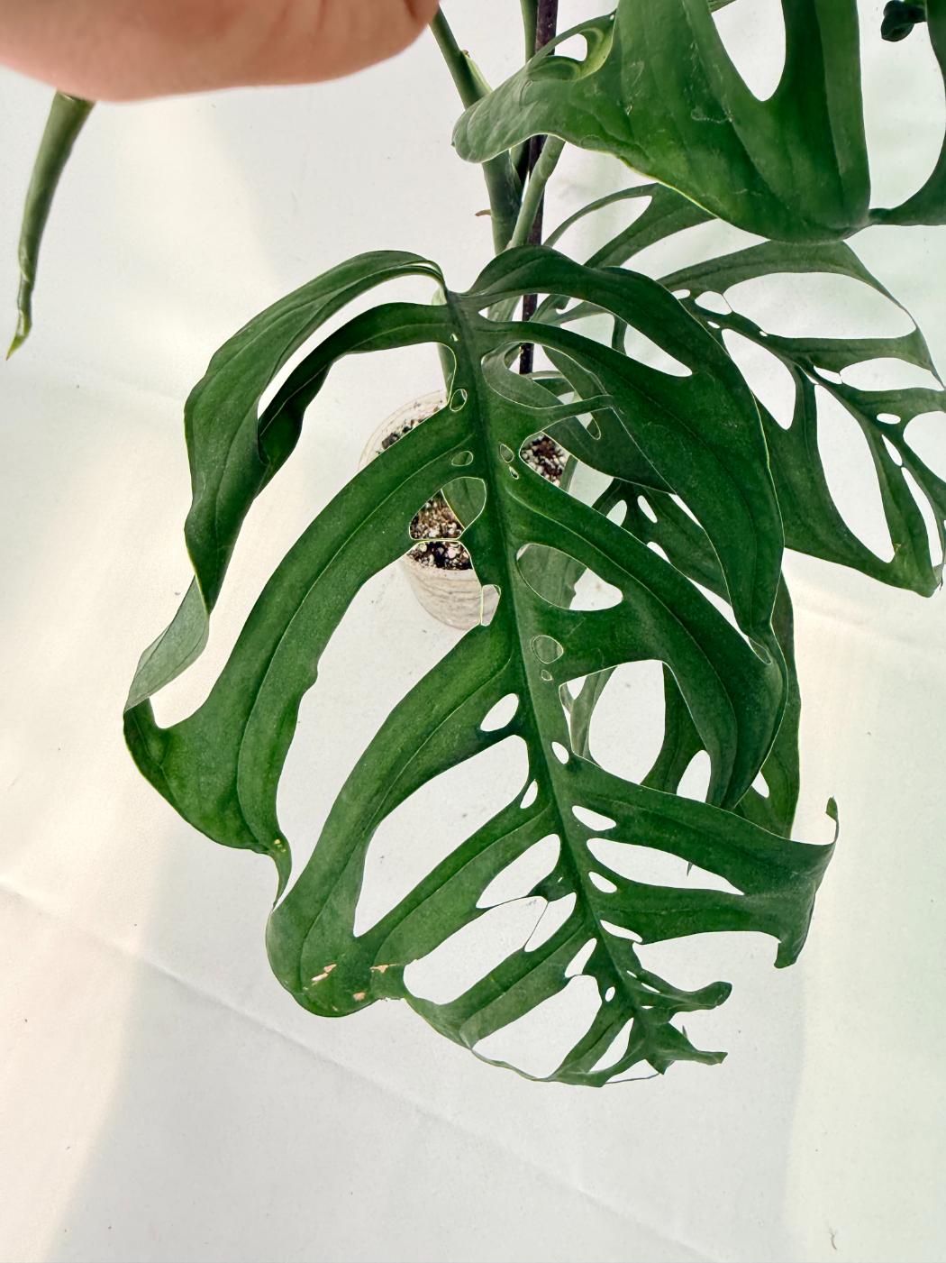 Monstera Esqueleto XL 3