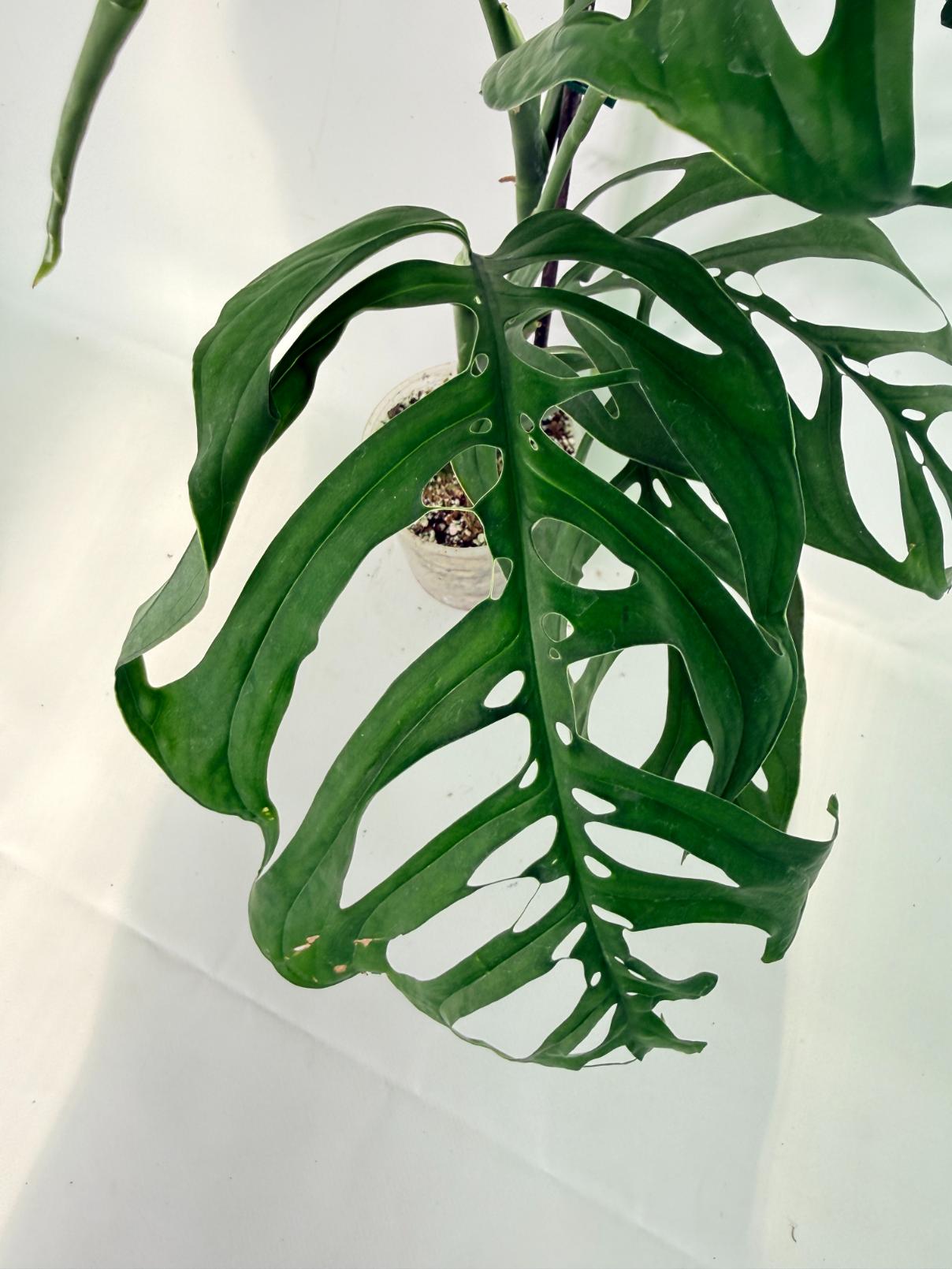 Monstera Esqueleto XL 4