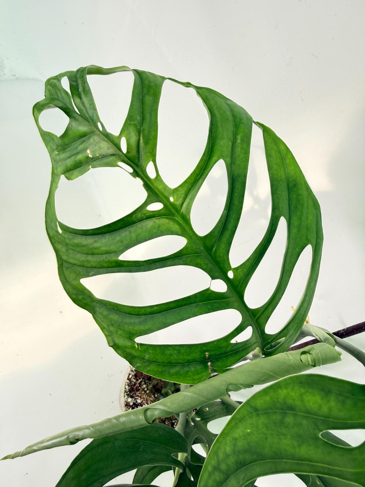 Monstera Esqueleto XL 6