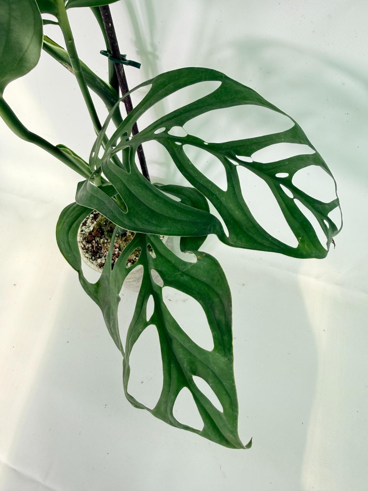 Monstera Esqueleto XL 7
