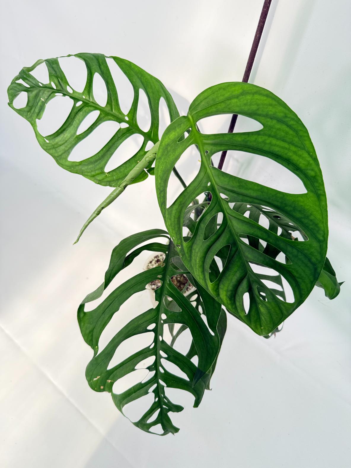 Monstera Esqueleto XL 1