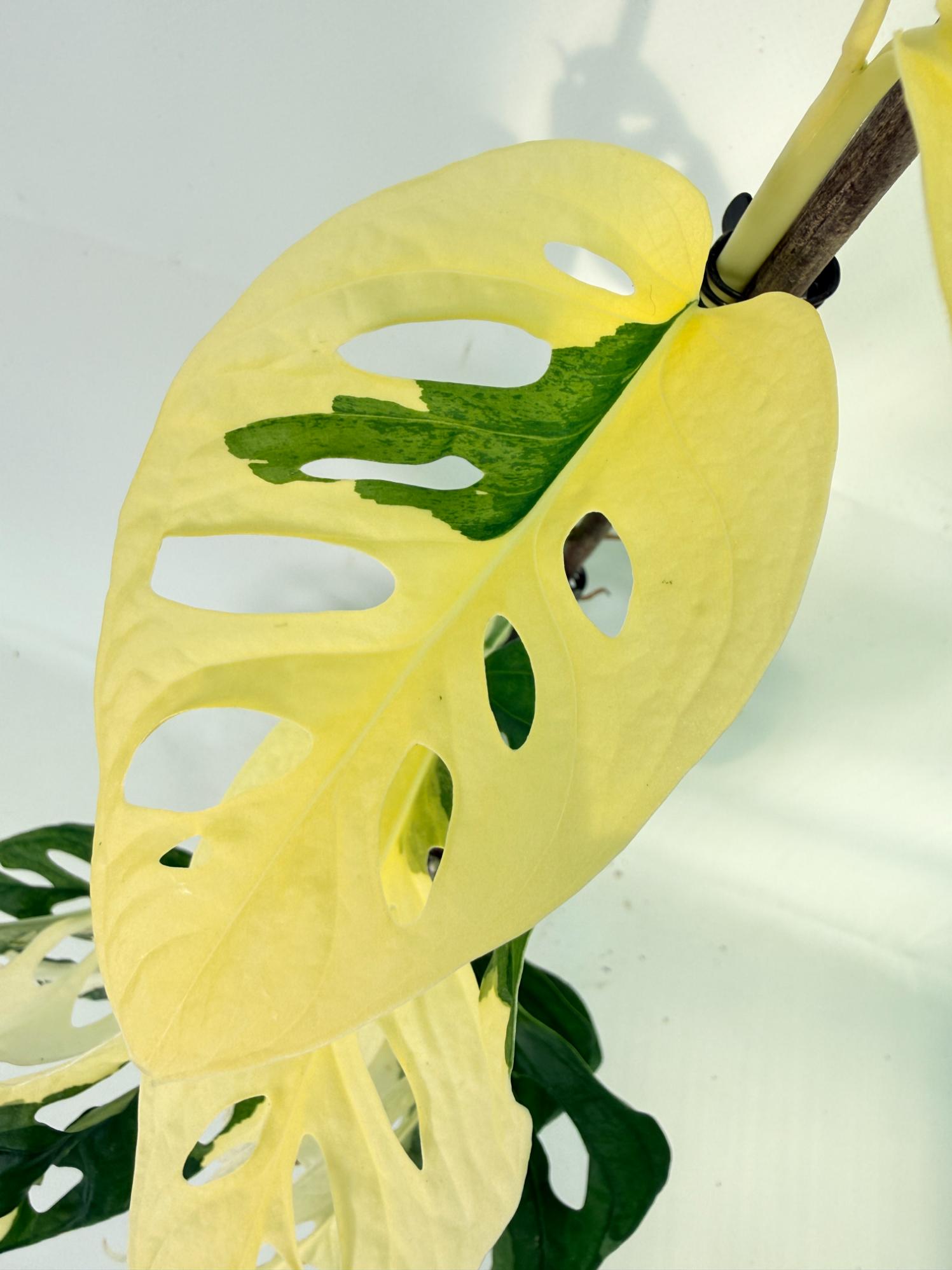 Monstera Adansonii Variegata 09