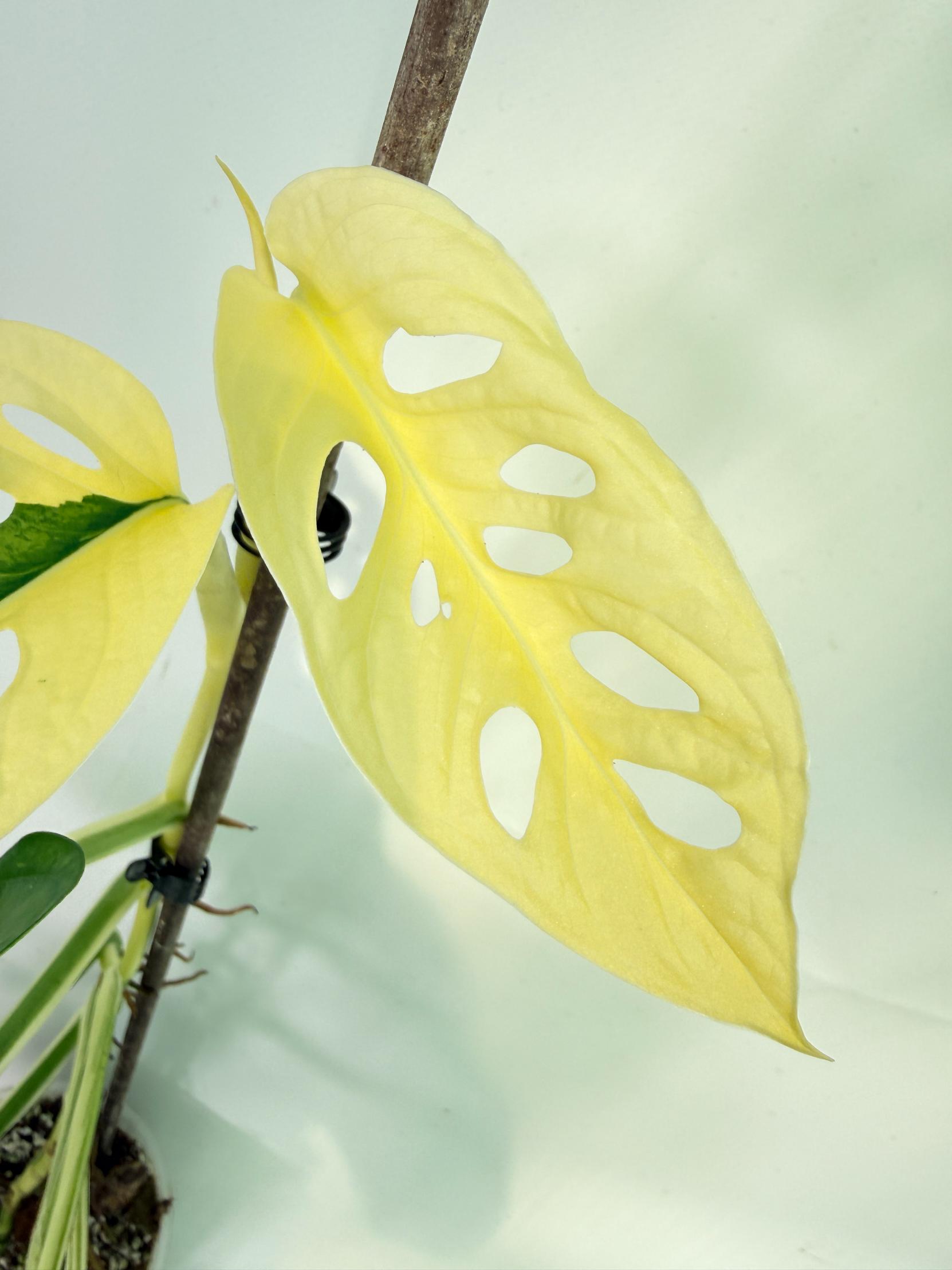 Monstera Adansonii Variegata 10