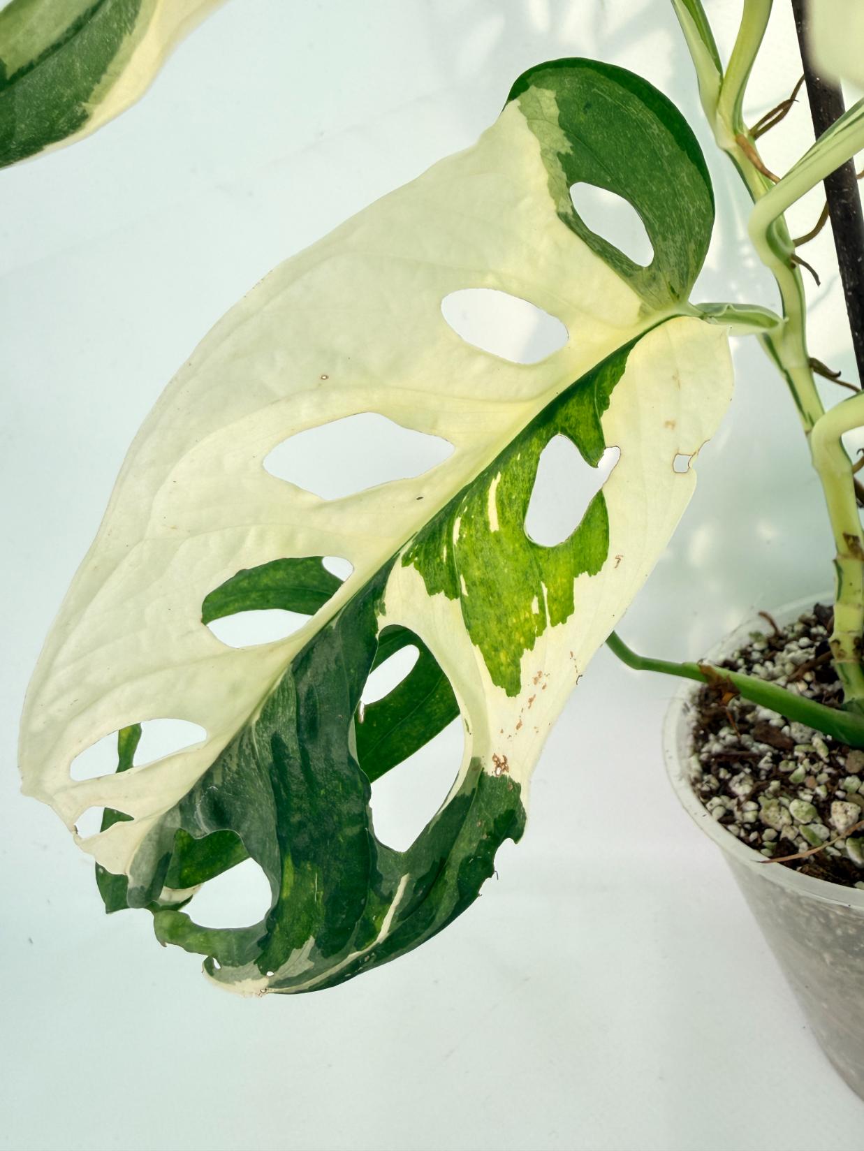 Monstera Adansonii Variegata 11