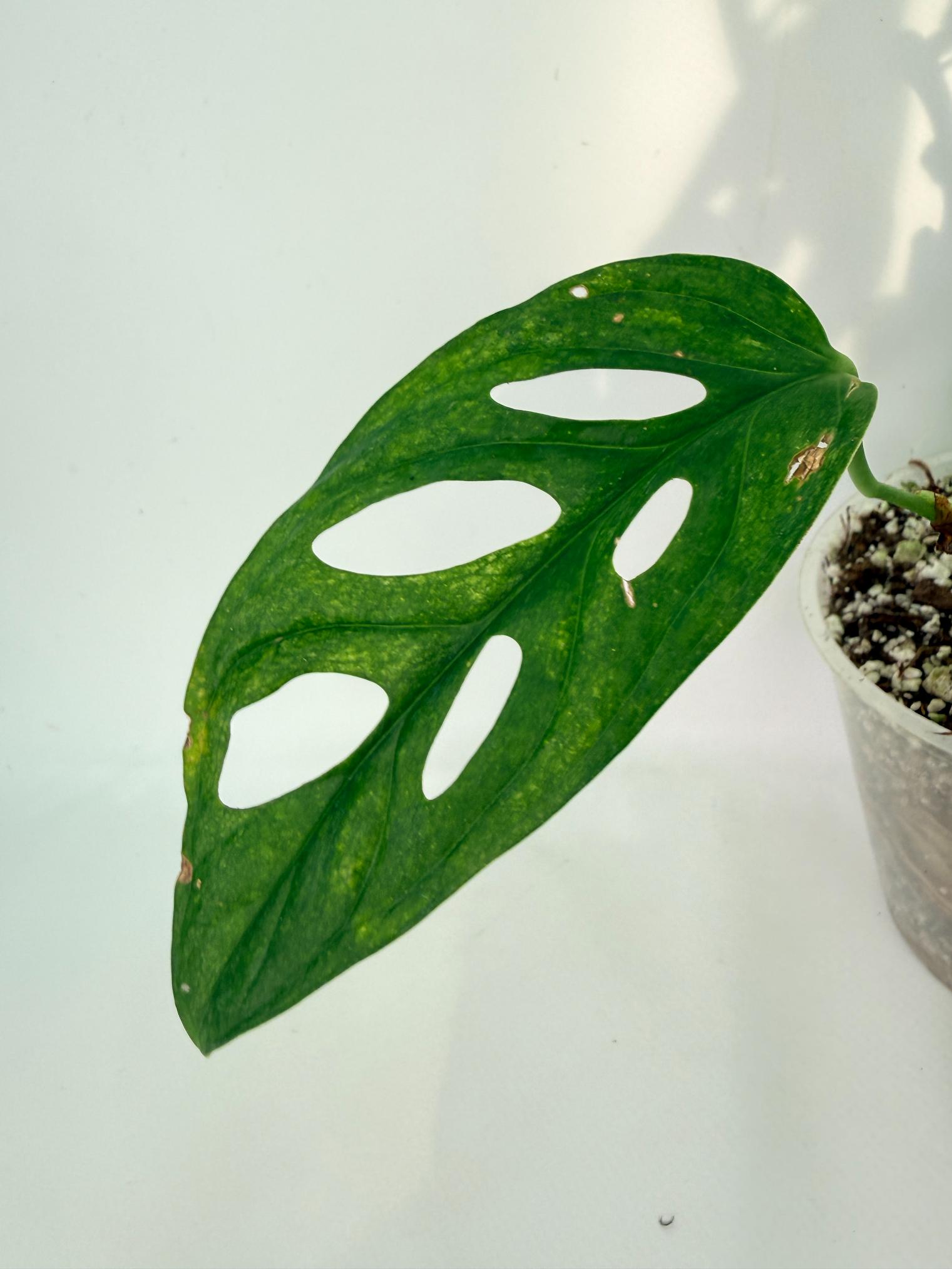 Monstera Adansonii Variegata 12