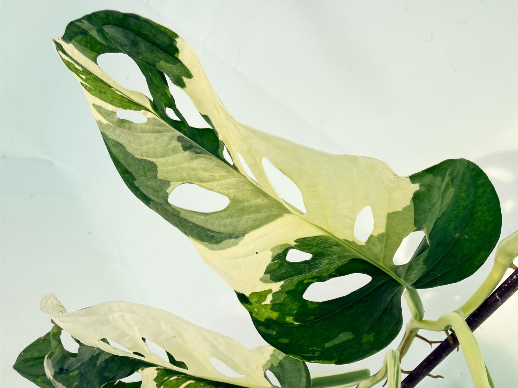Monstera Adansonii Variegata 13