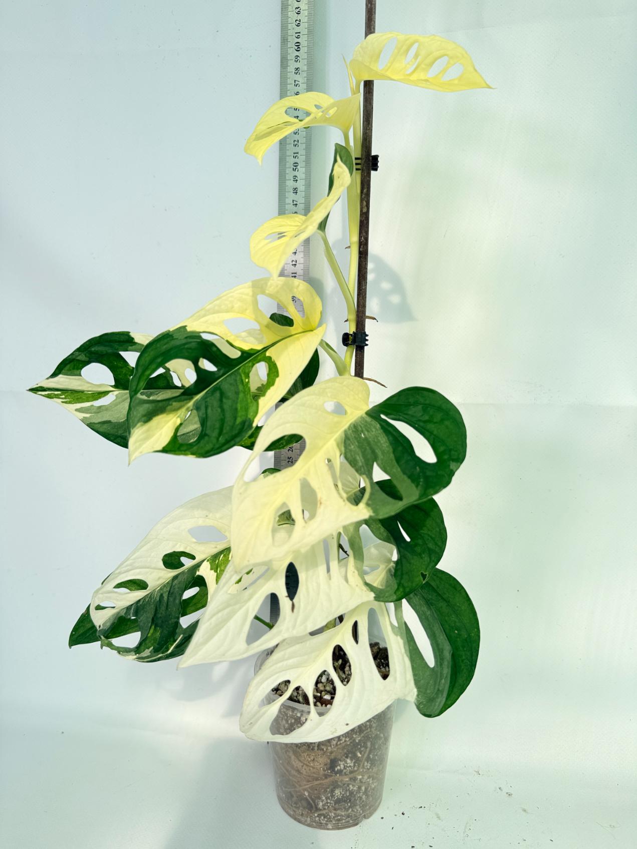 Monstera Adansonii Variegata 01