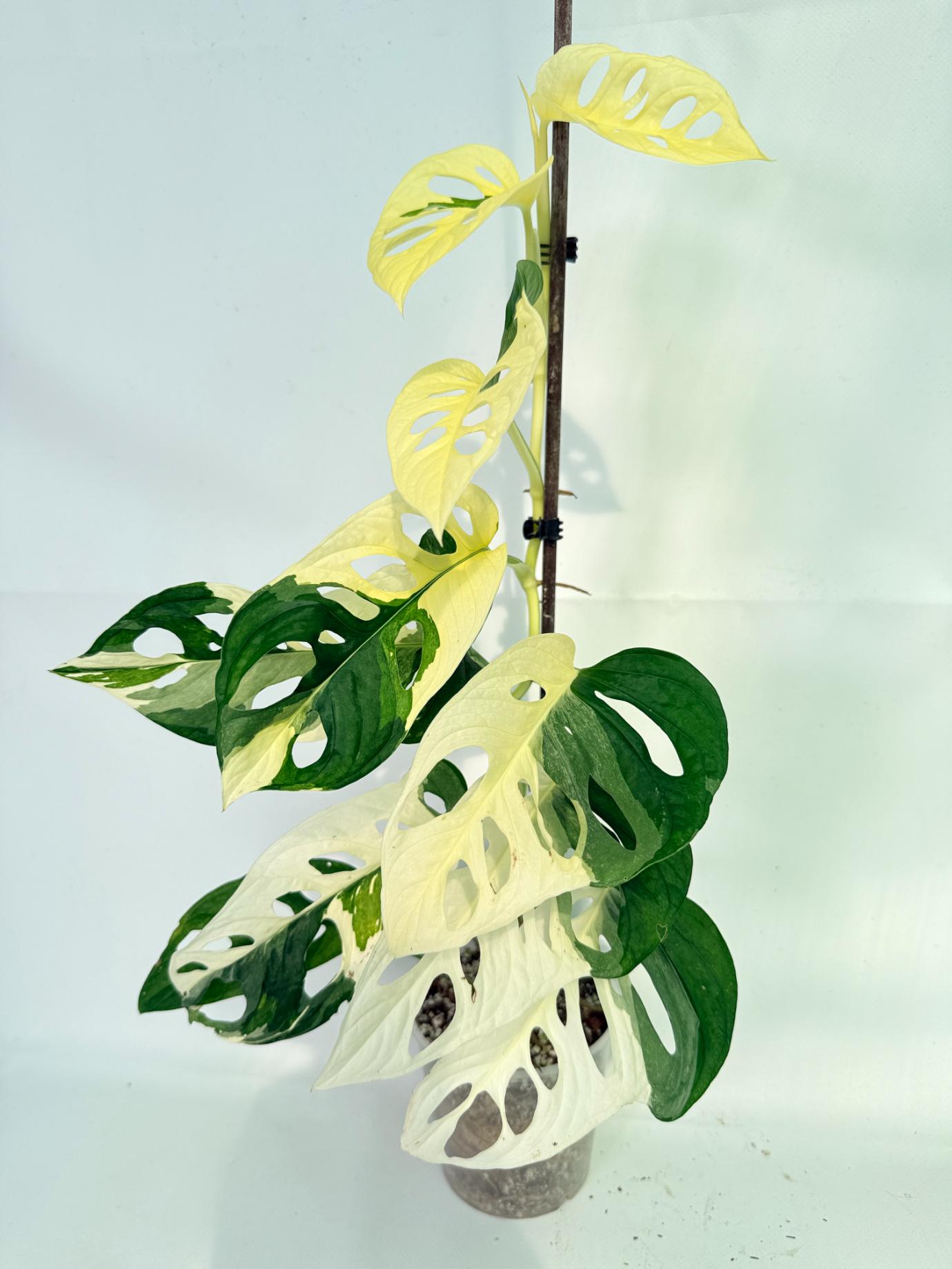 Monstera Adansonii Variegata 02