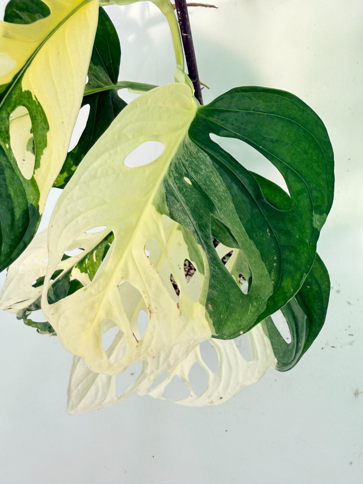 Monstera Adansonii Variegata 04