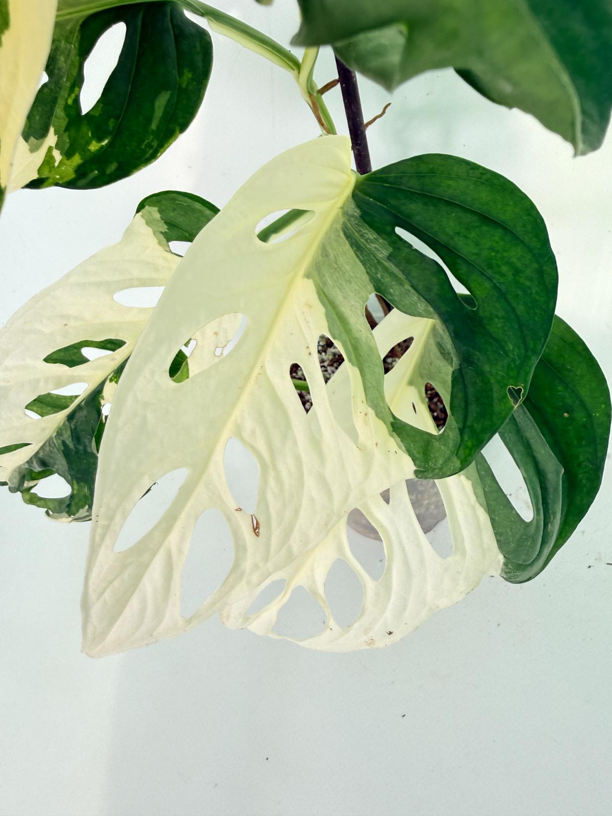 Monstera Adansonii Variegata 05