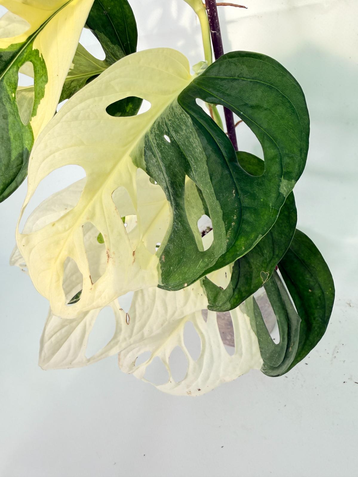 Monstera Adansonii Variegata 06