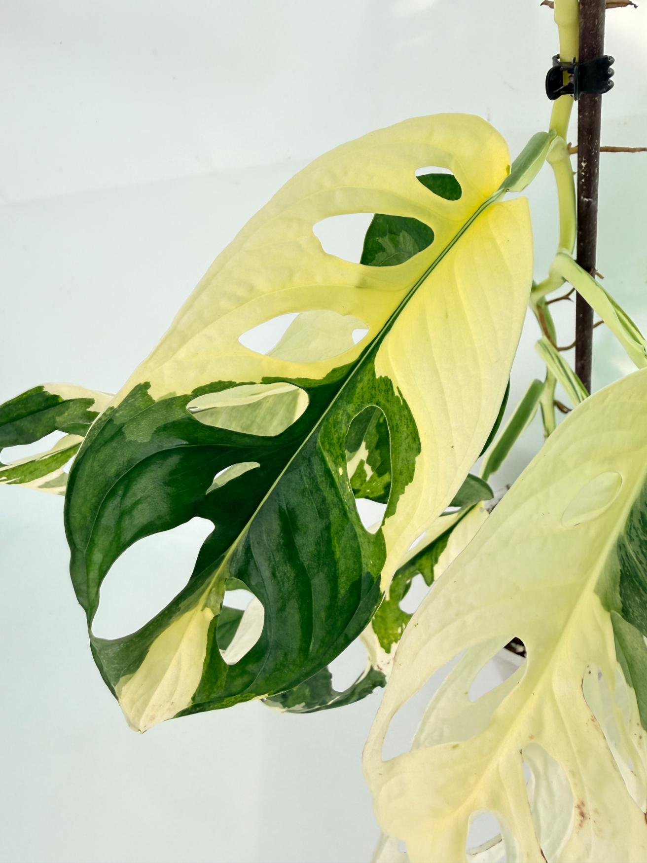 Monstera Adansonii Variegata 7