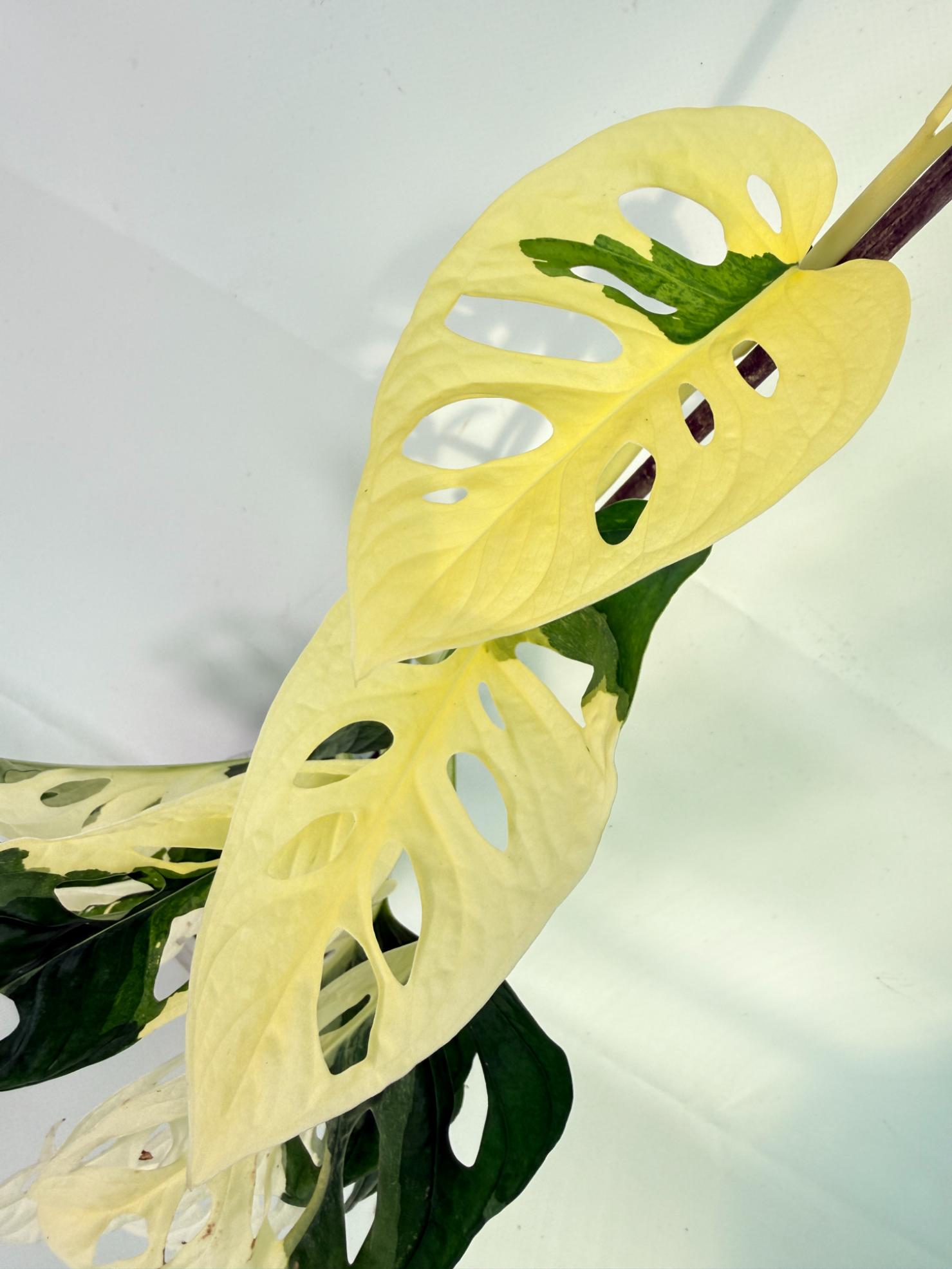 Monstera Adansonii Variegata 08