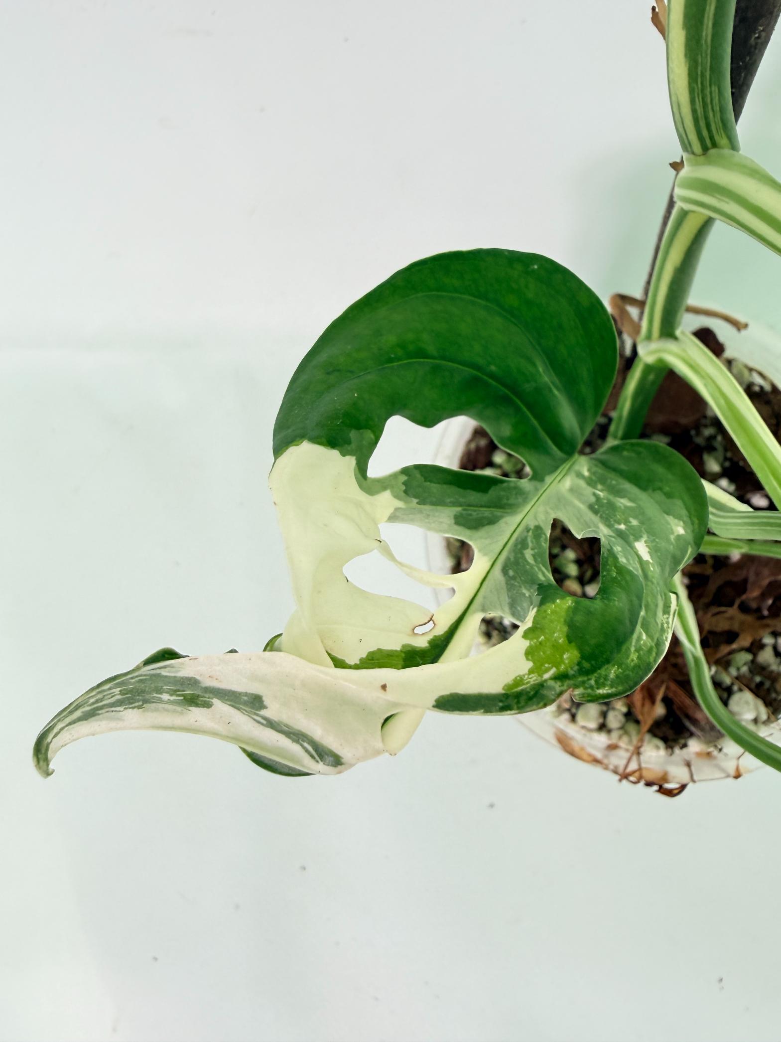 Monstera Adansonii Variegata 09