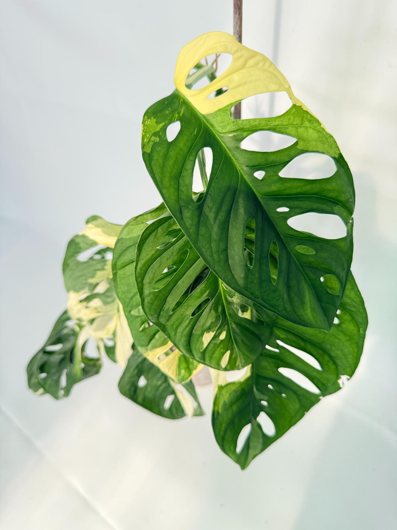 Monstera Adansonii Variegata 10