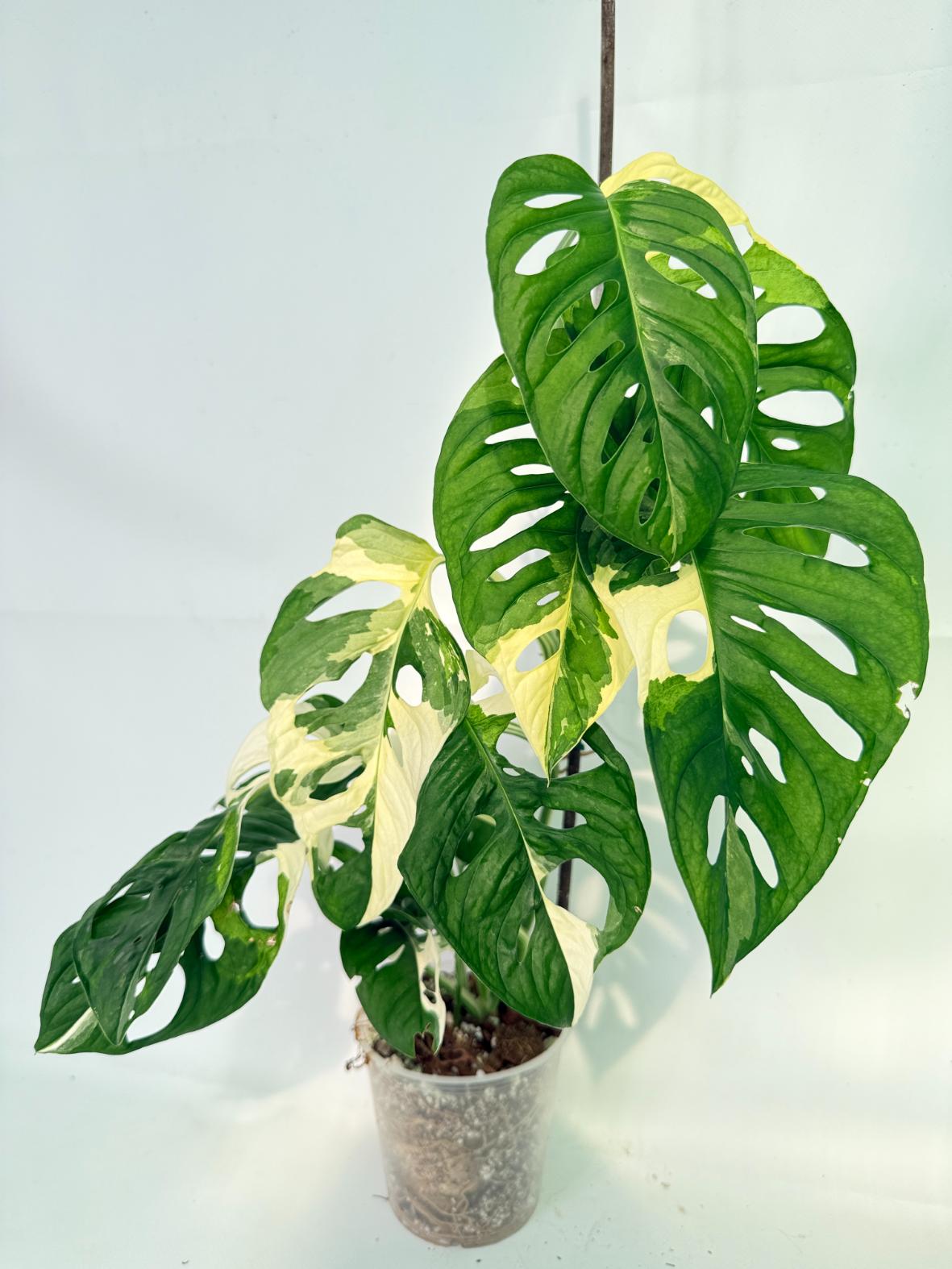Monstera Adansonii Variegata 02