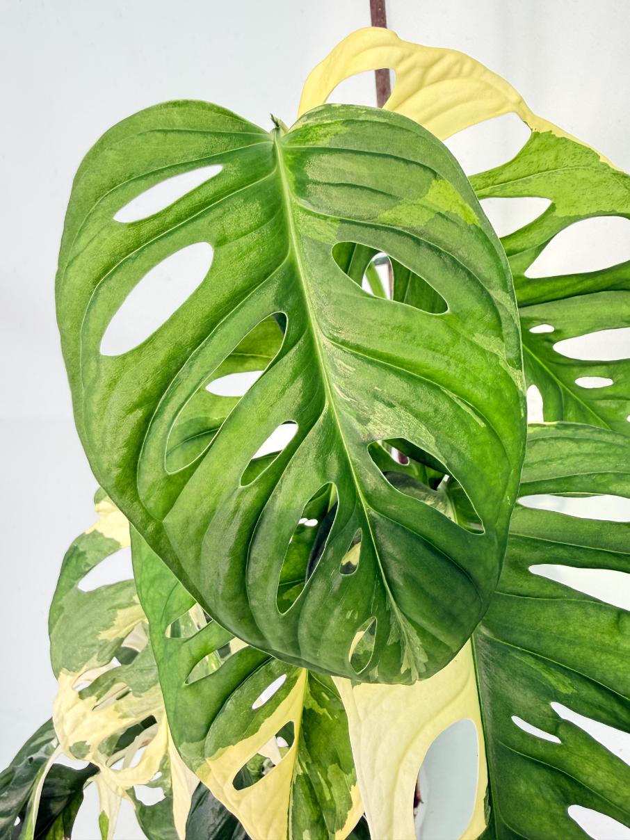 Monstera Adansonii Variegata 03