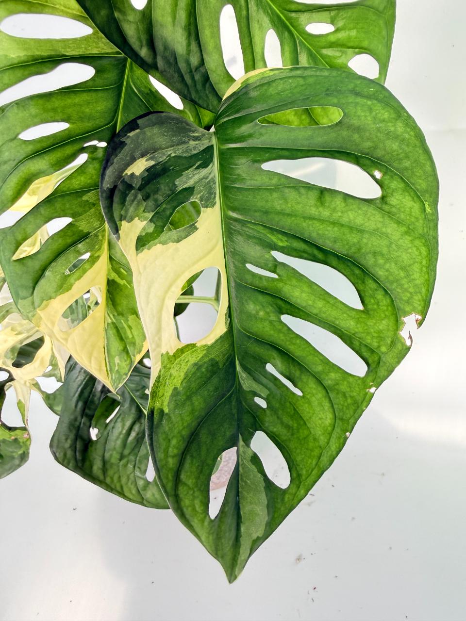 Monstera Adansonii Variegata 04