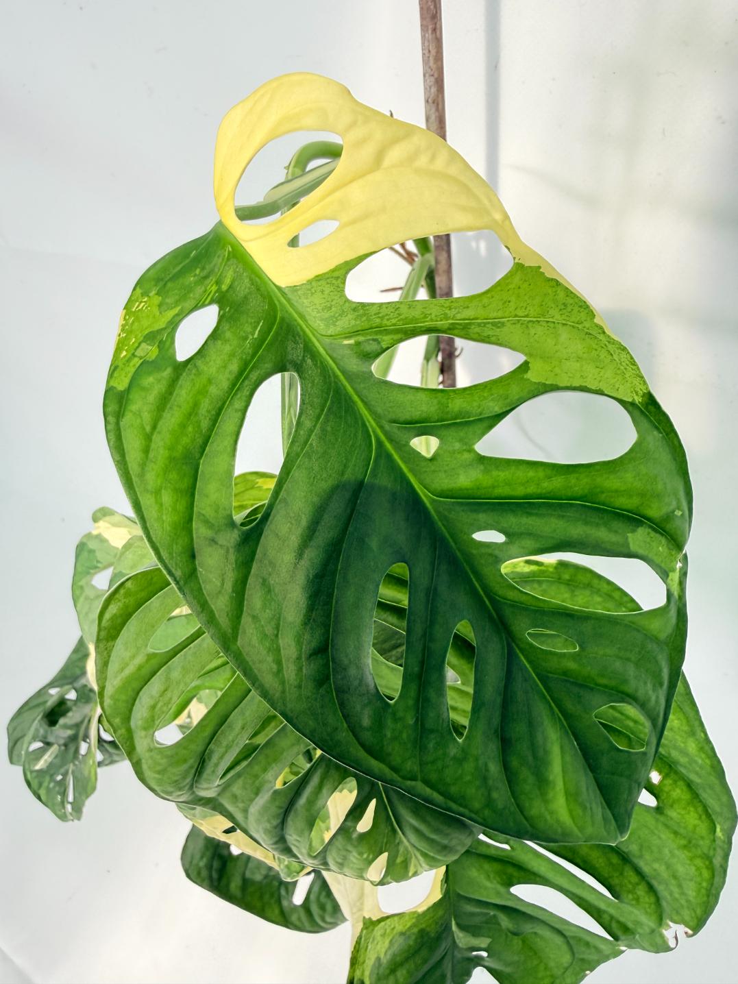 Monstera Adansonii Variegata 05