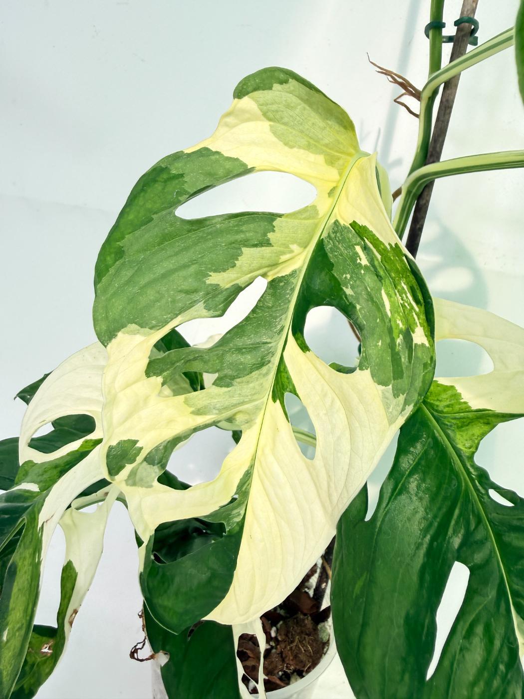 Monstera Adansonii Variegata 06