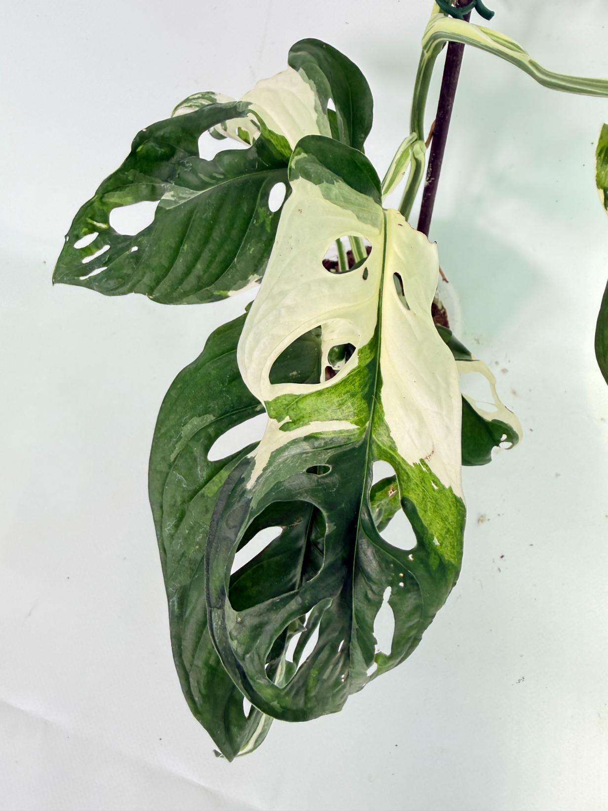 Monstera Adansonii Variegata 07