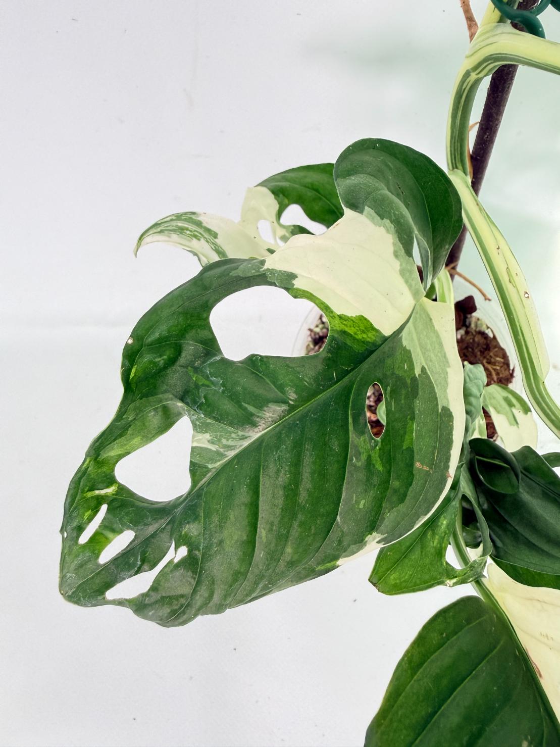 Monstera Adansonii Variegata 08