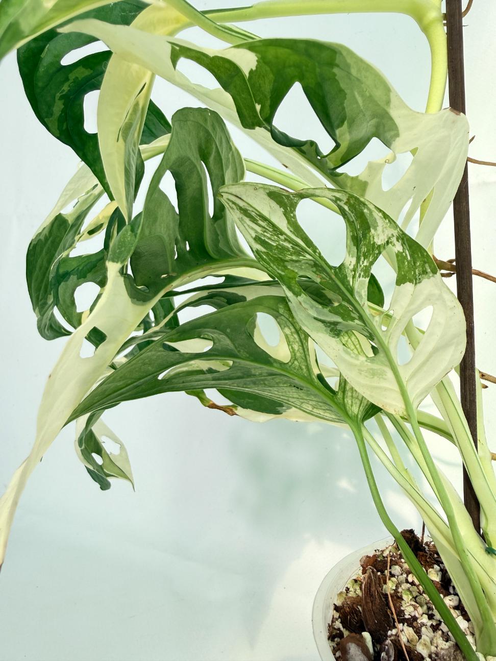 Monstera Adansonii Variegata 09