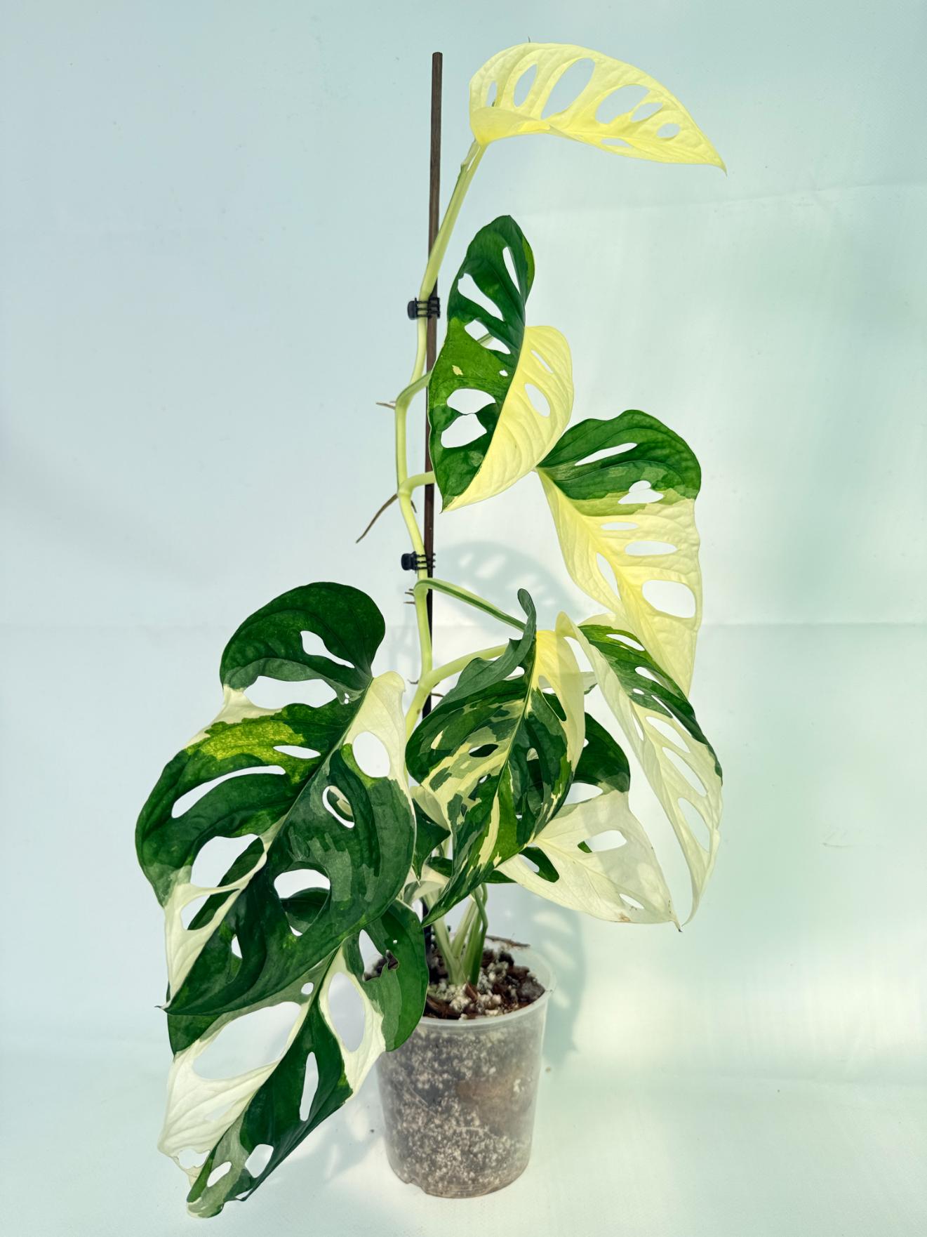 Monstera Adansonii Variegata 10