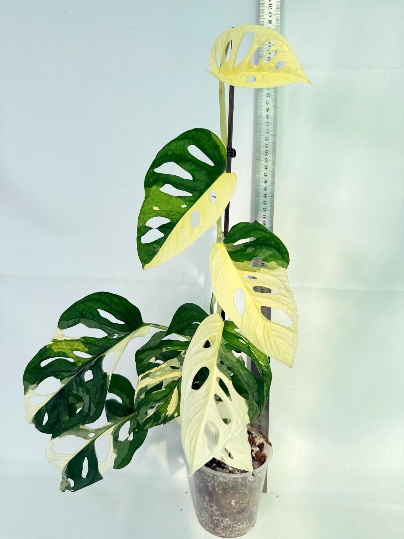 Monstera Adansonii Variegata 02