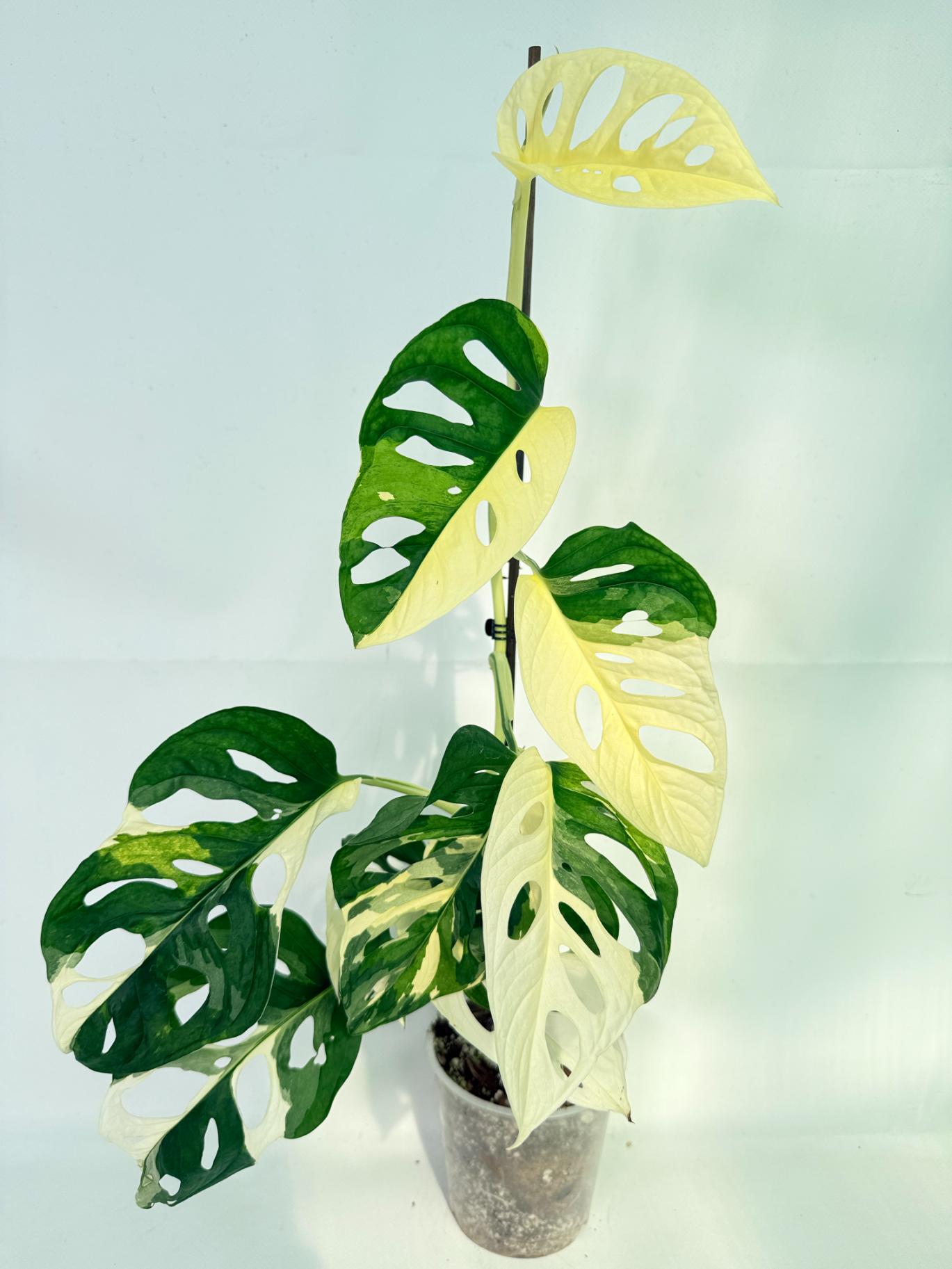 Monstera Adansonii Variegata 01