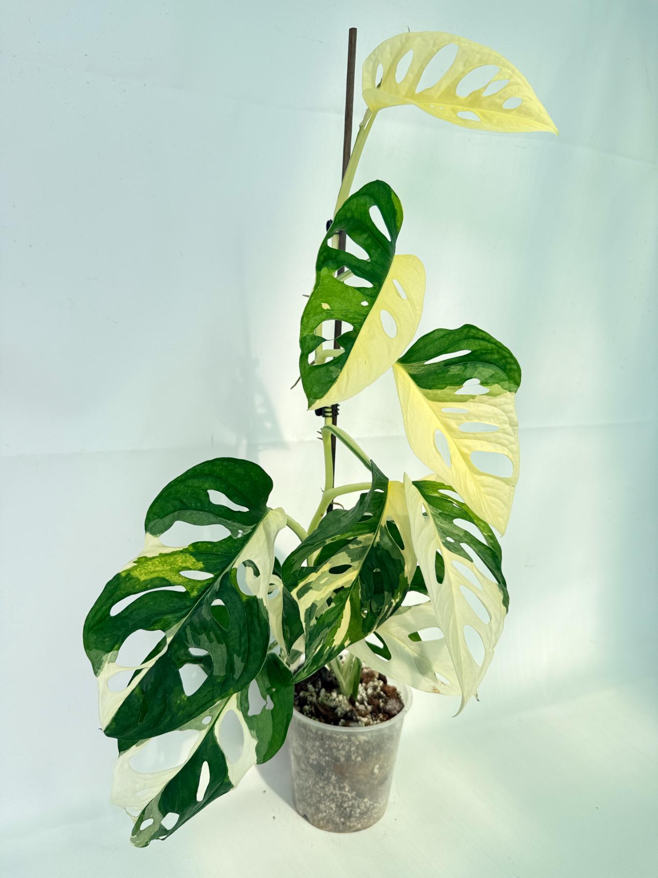 Monstera Adansonii Variegata 03