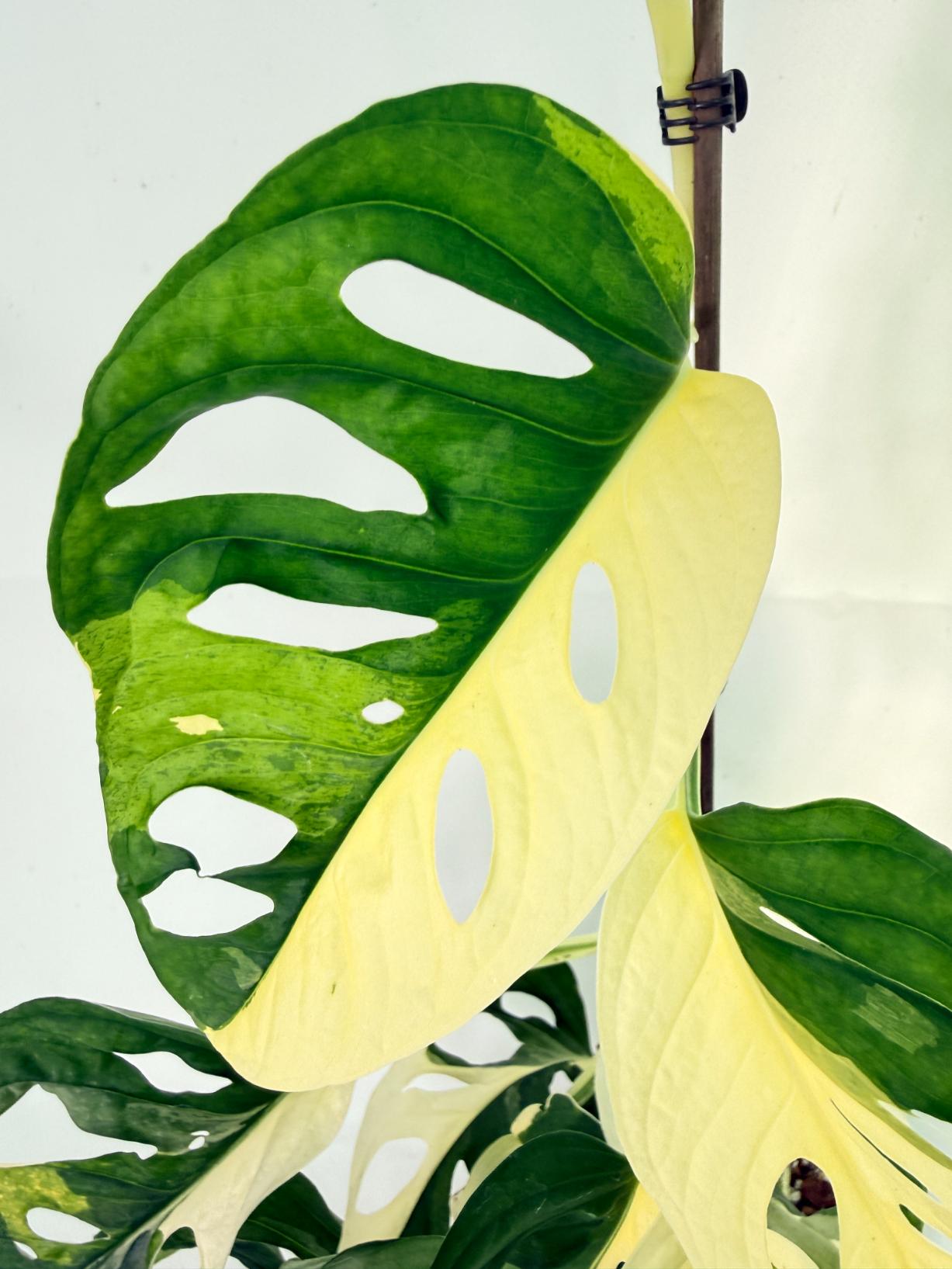 Monstera Adansonii Variegata 05