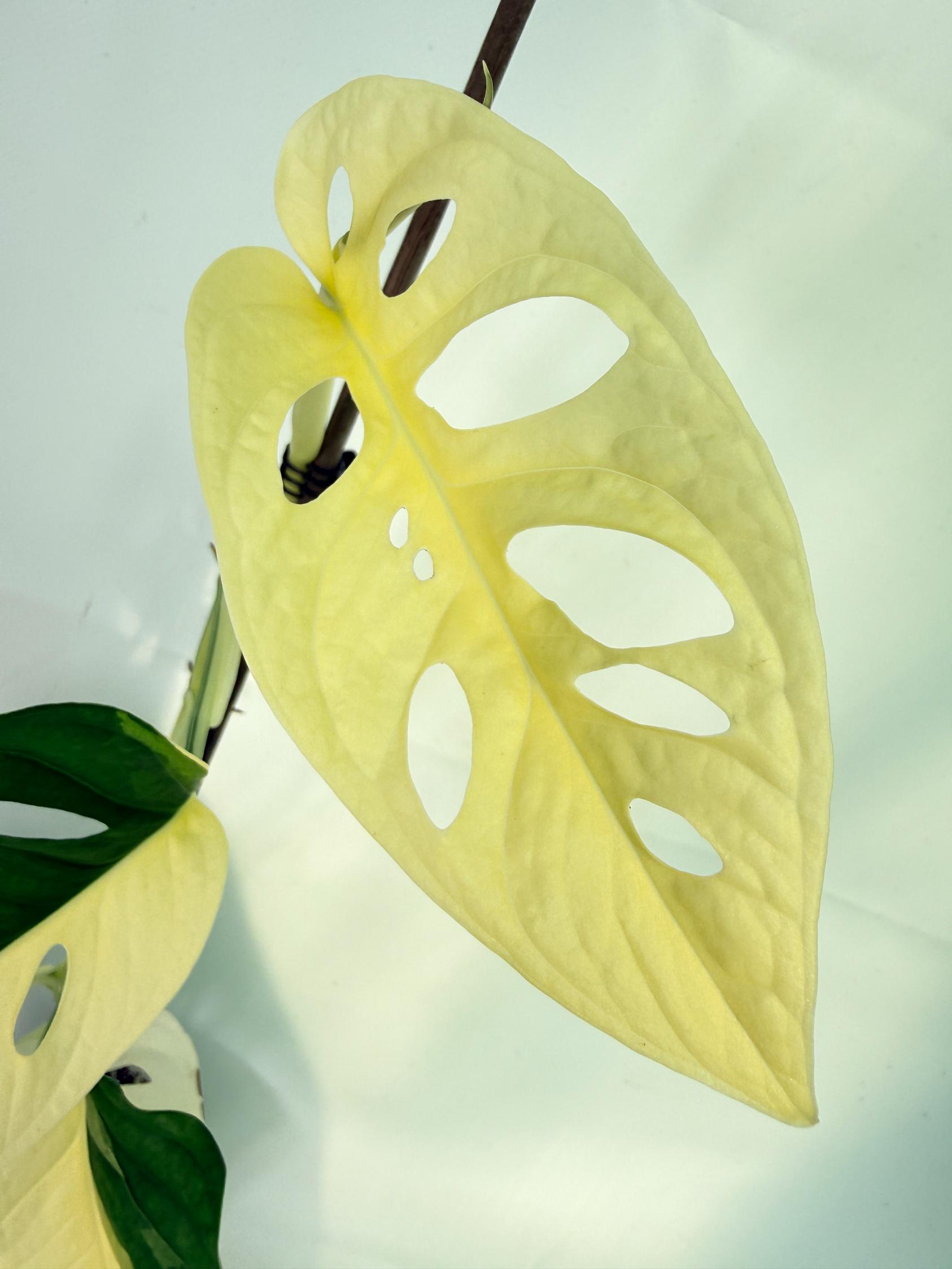 Monstera Adansonii Variegata 06