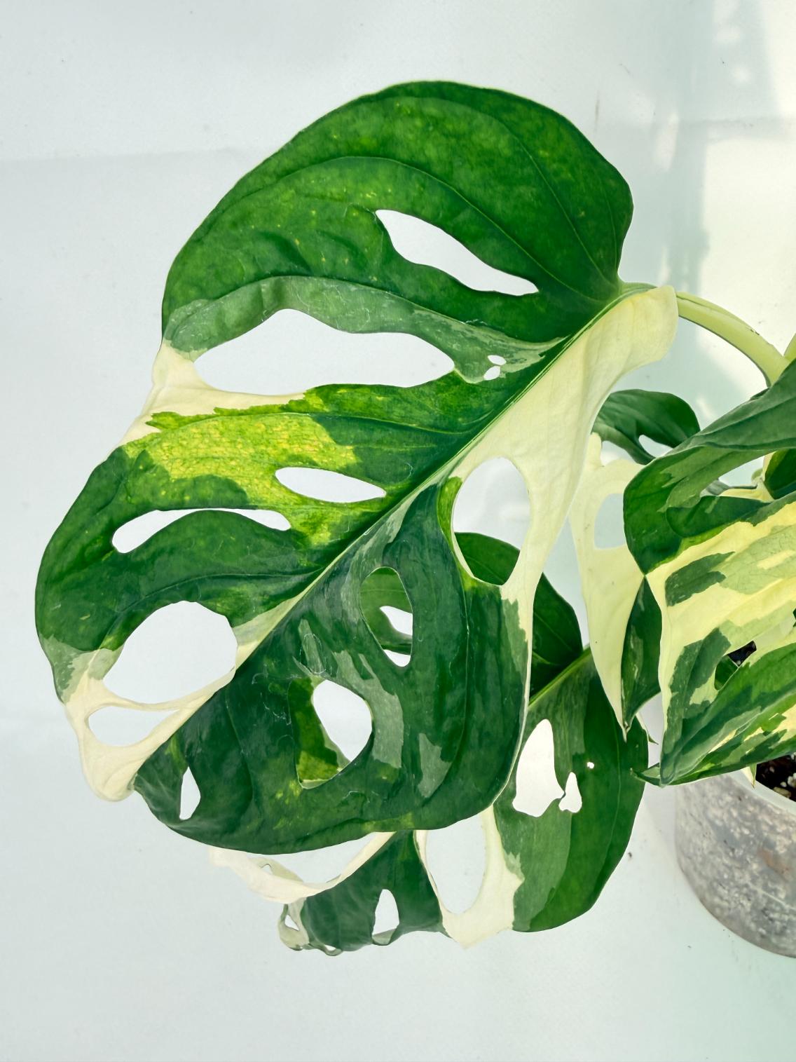 Monstera Adansonii Variegata 07