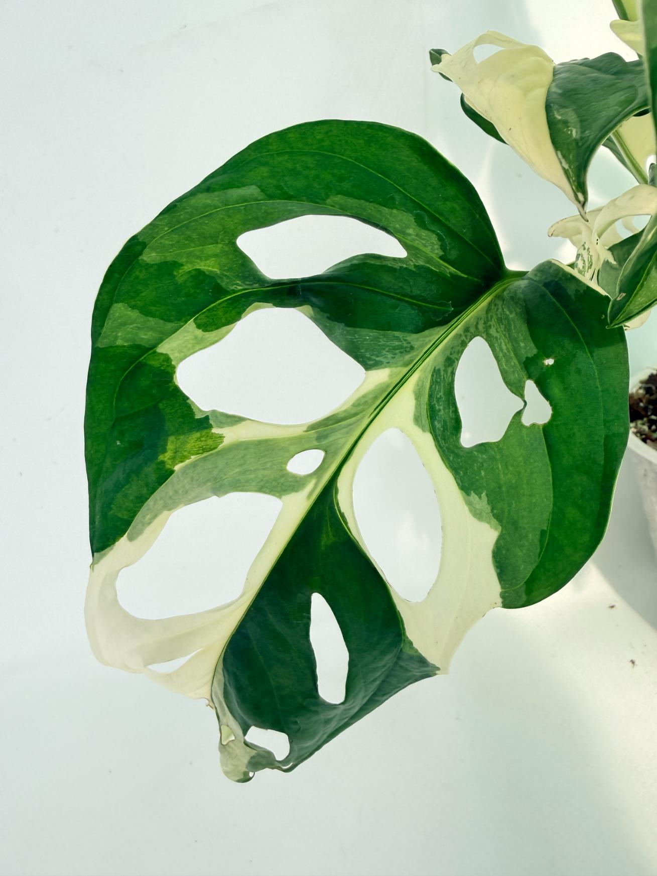 Monstera Adansonii Variegata 08