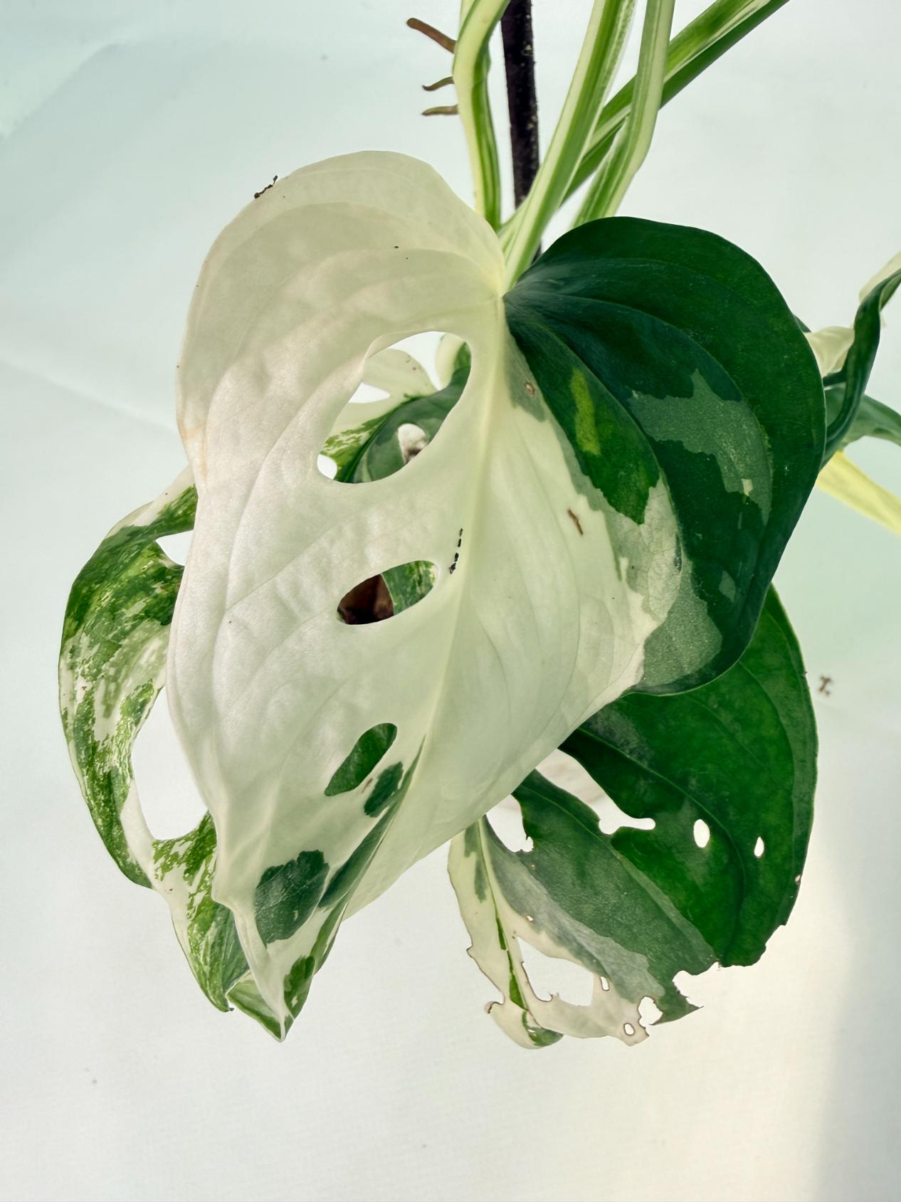 Monstera Adansonii Variegata 10
