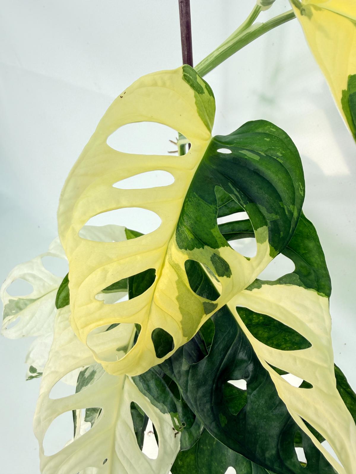Monstera Adansonii Variegata 11