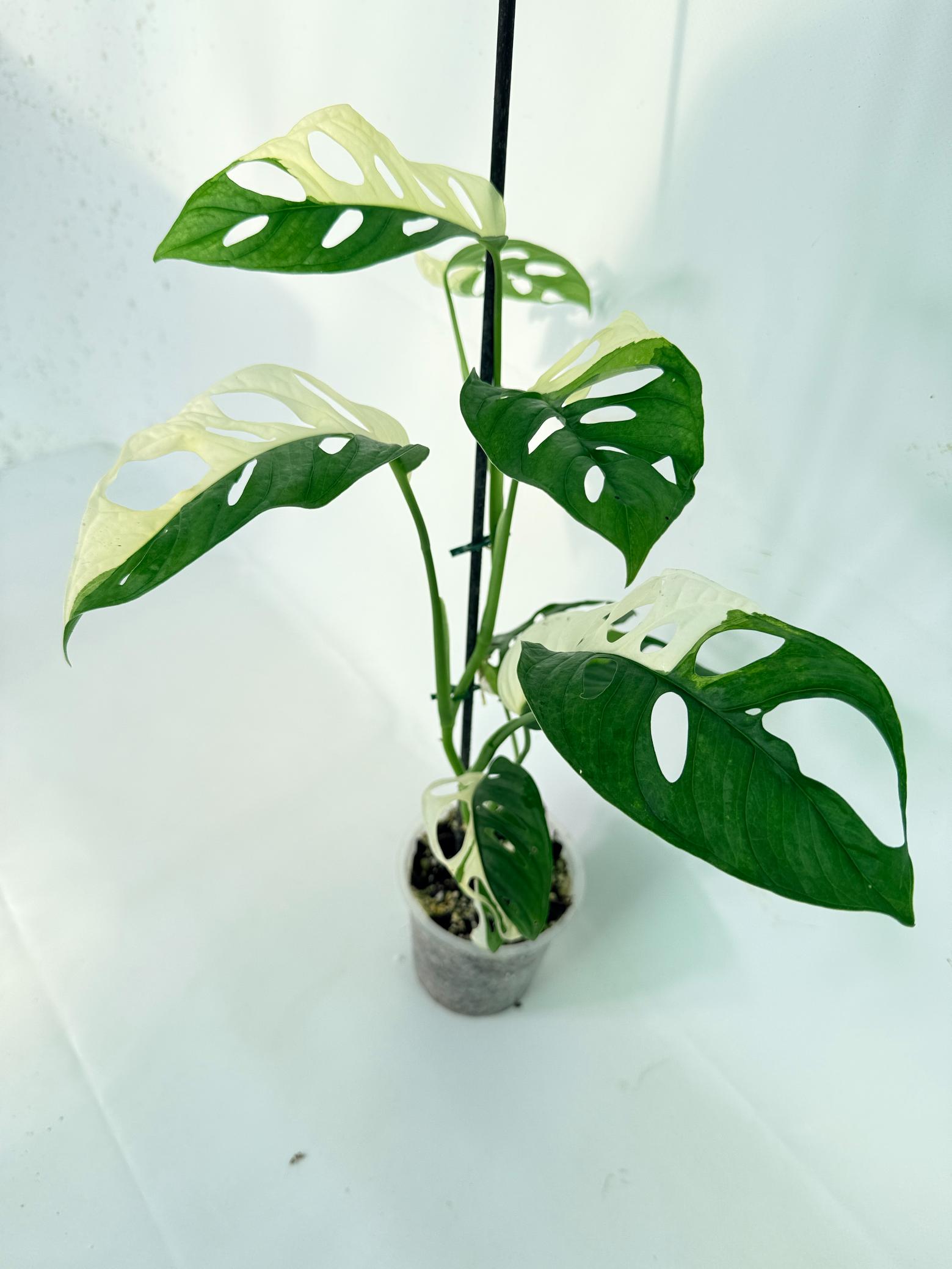 Monstera Adansonii Variegata 09