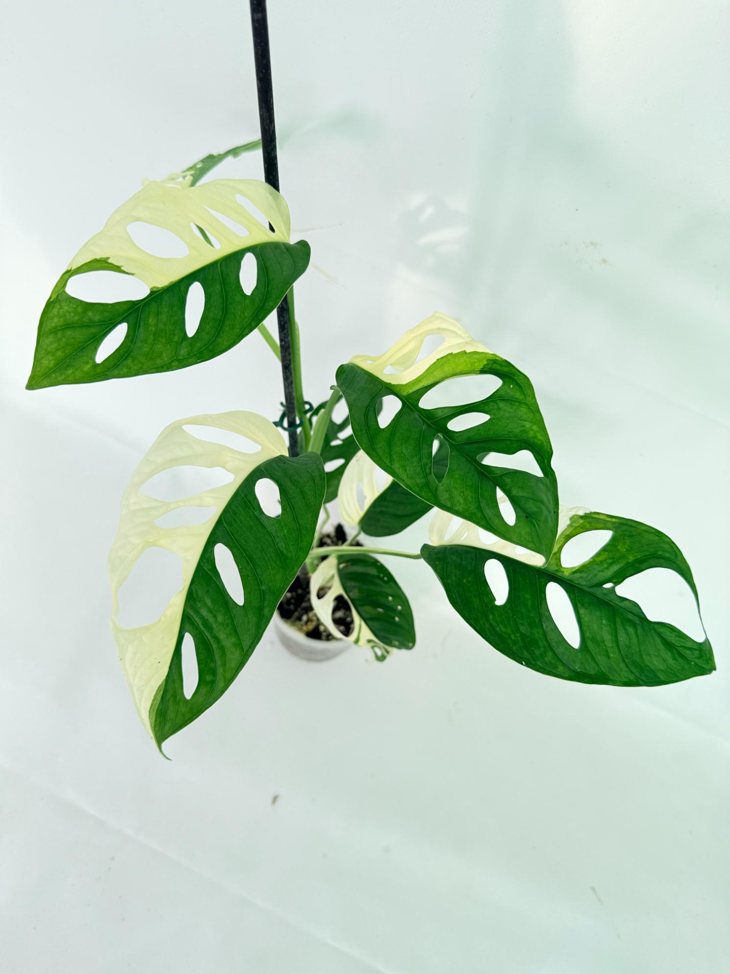 Monstera Adansonii Variegata 10