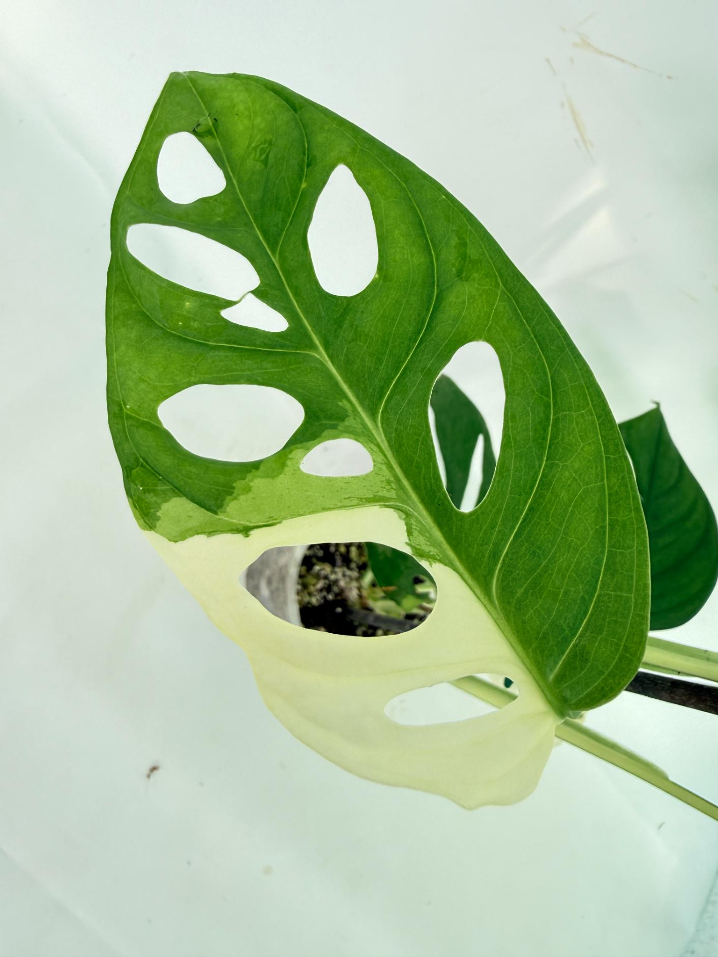 Monstera Adansonii Variegata 11