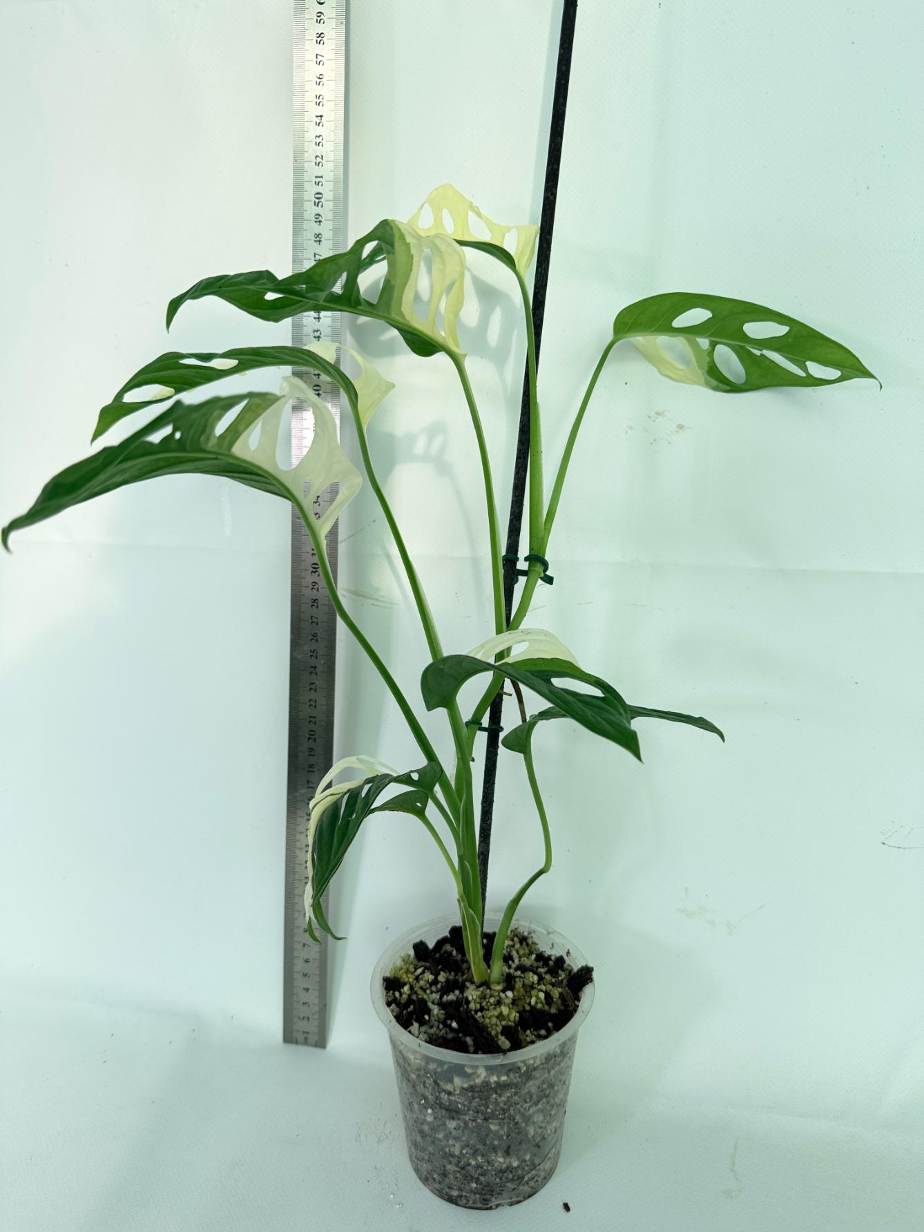 Monstera Adansonii Variegata 01
