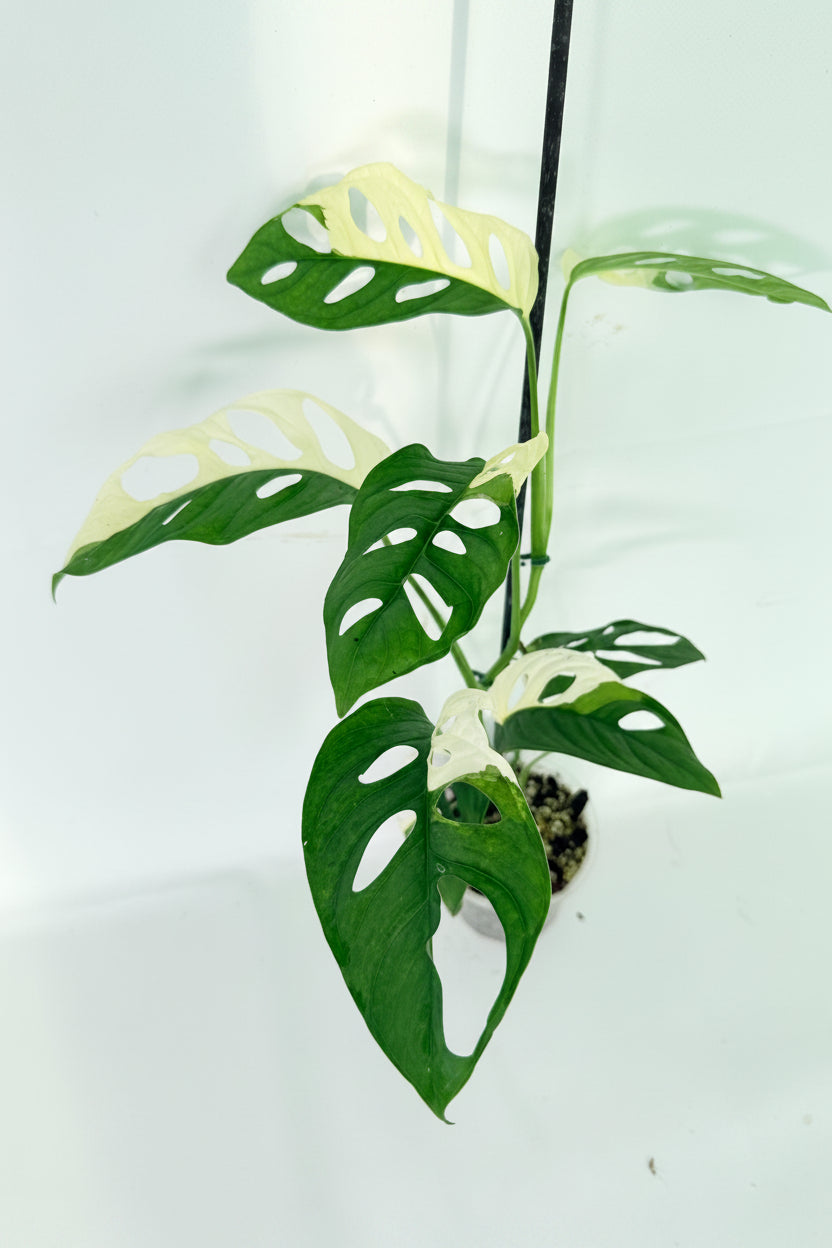 Monstera Adansonii Variegata 02