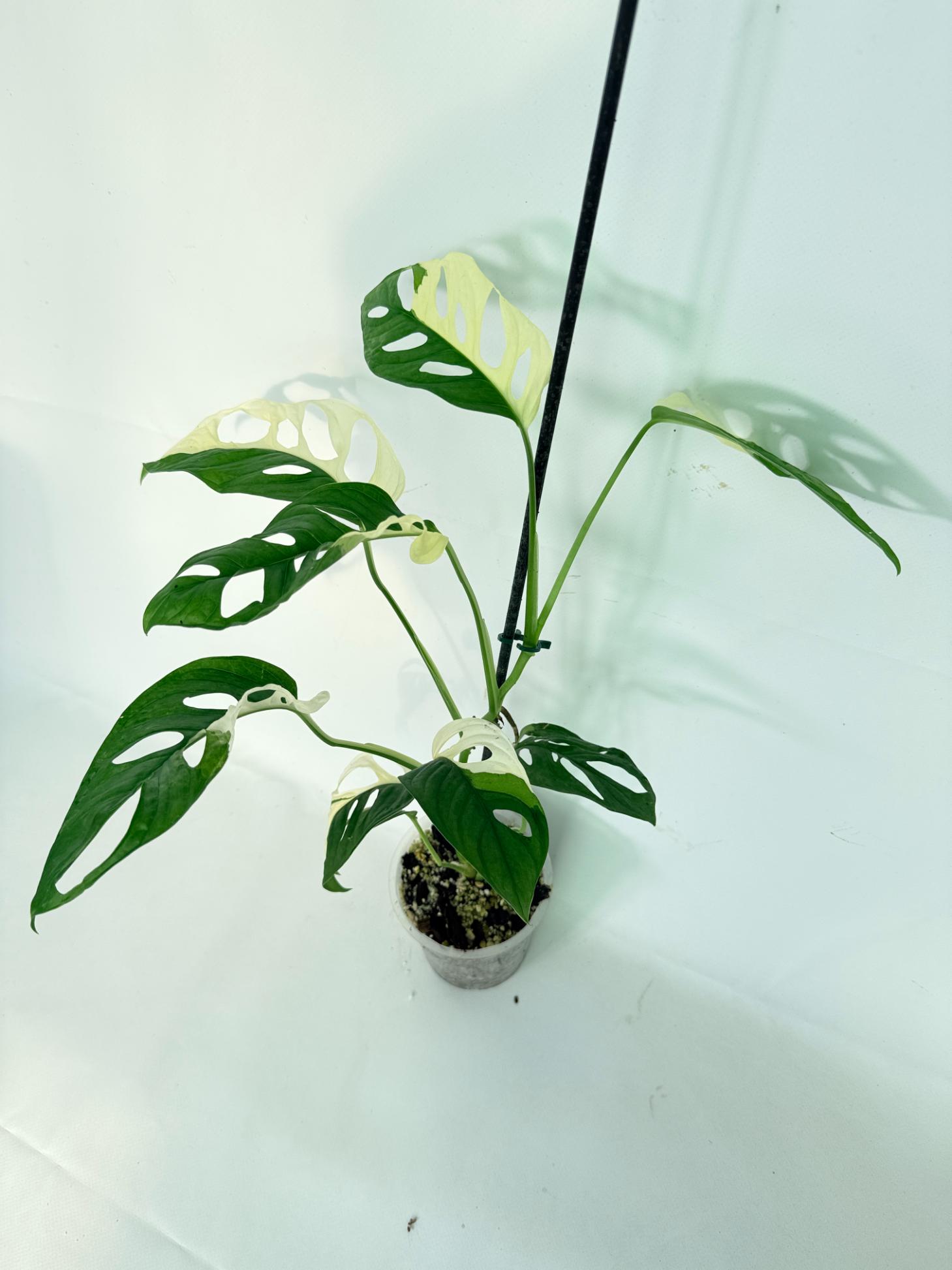 Monstera Adansonii Variegata 03